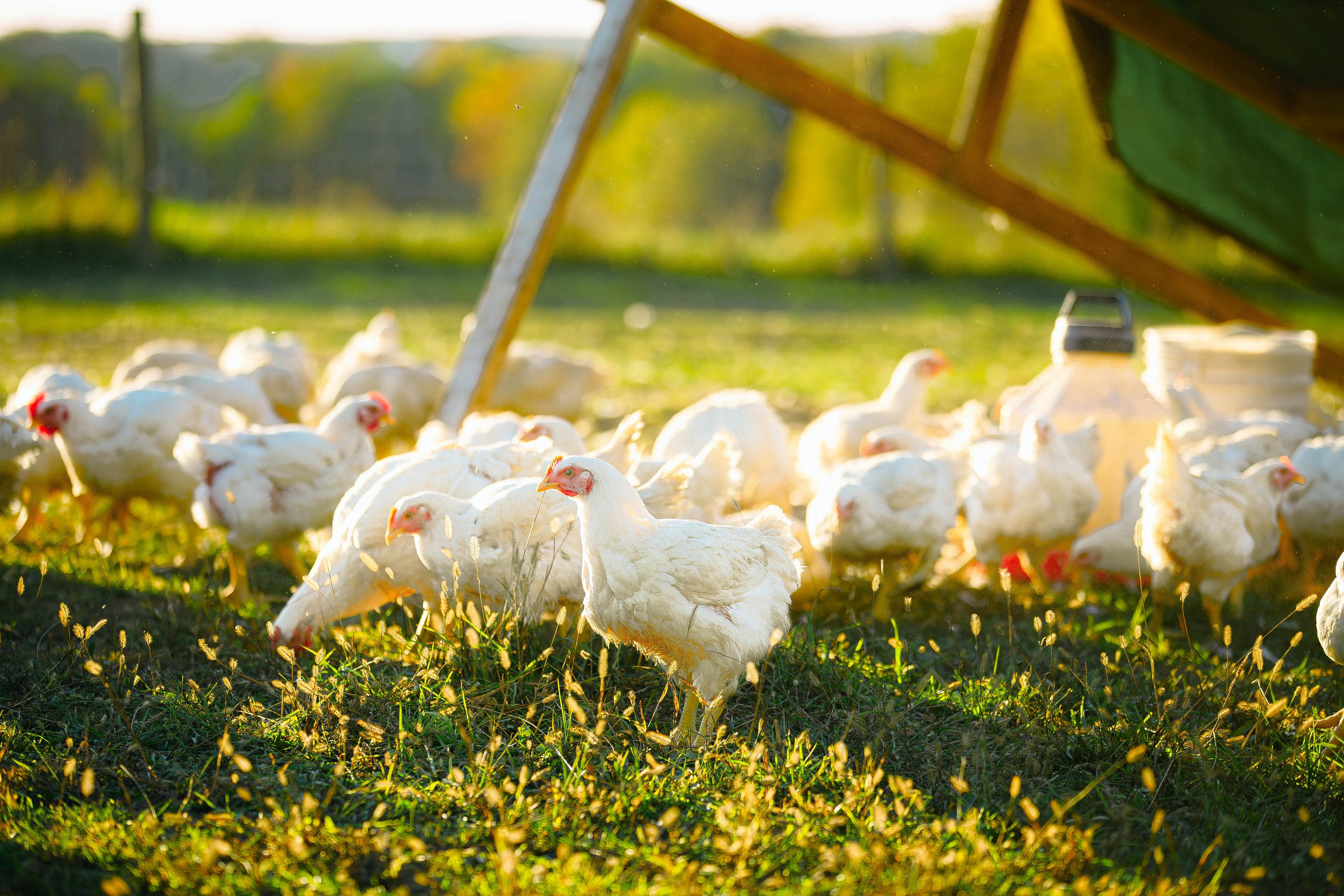 Zabiha Halal Chicken Products