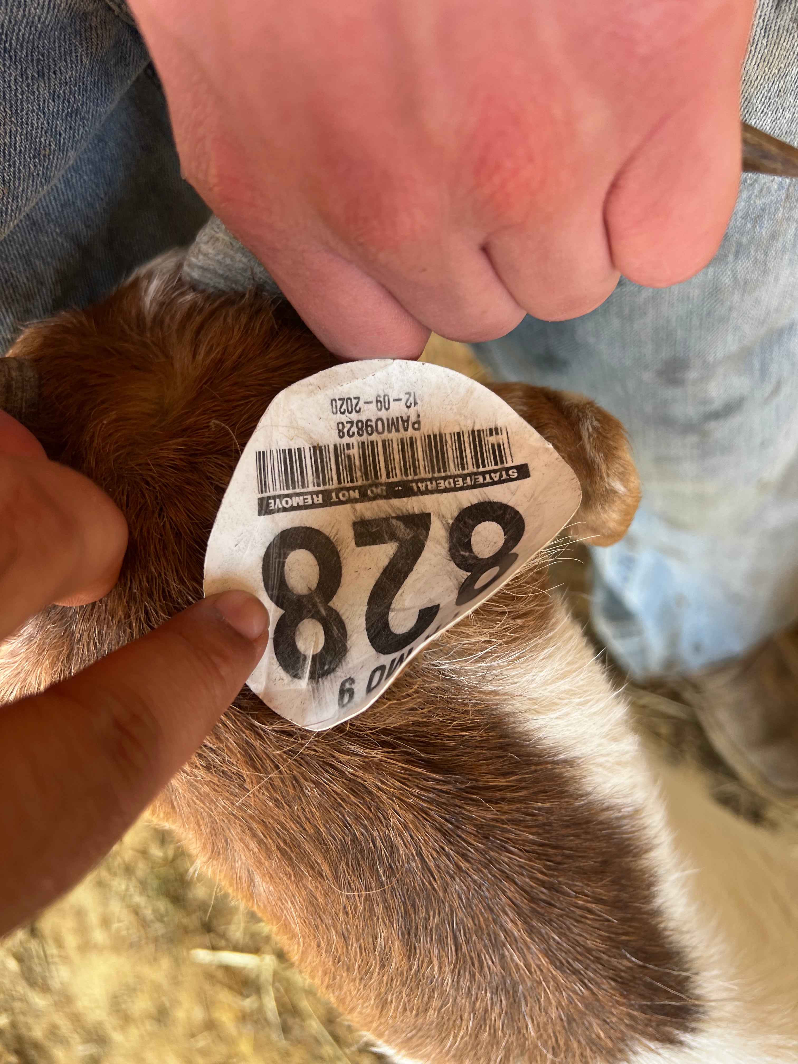 Eid Goat