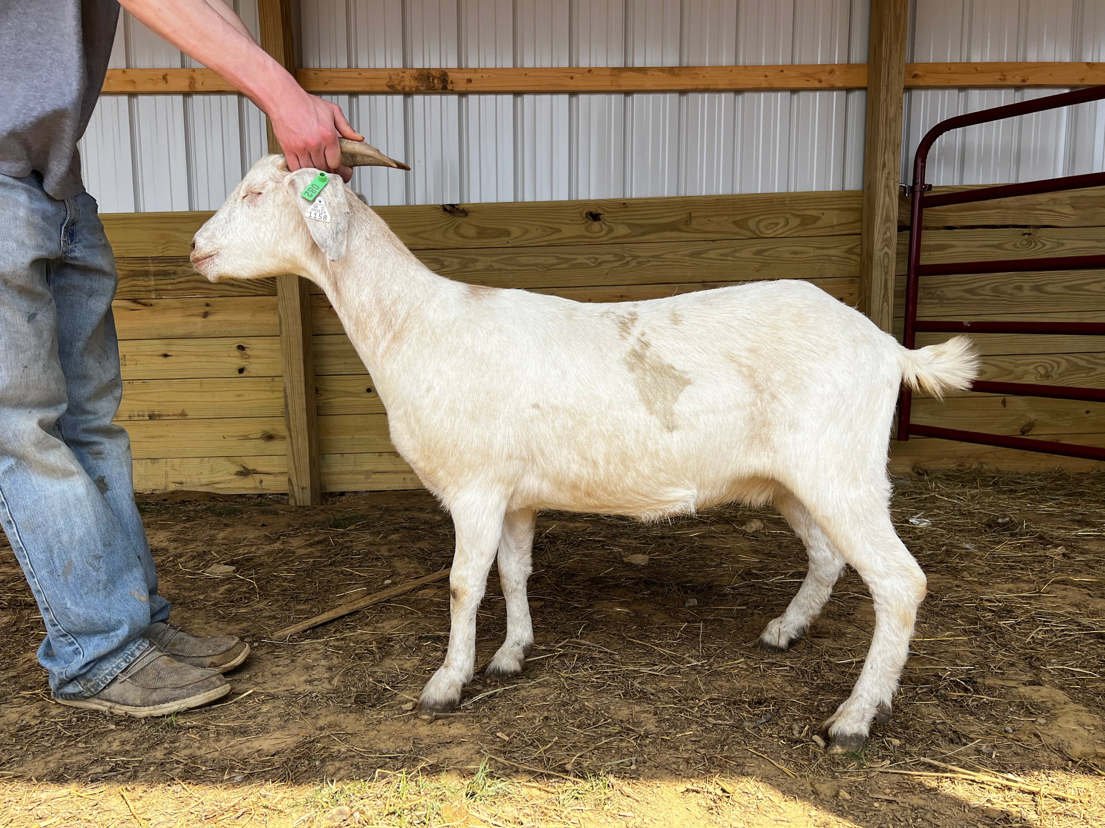 Eid Goat