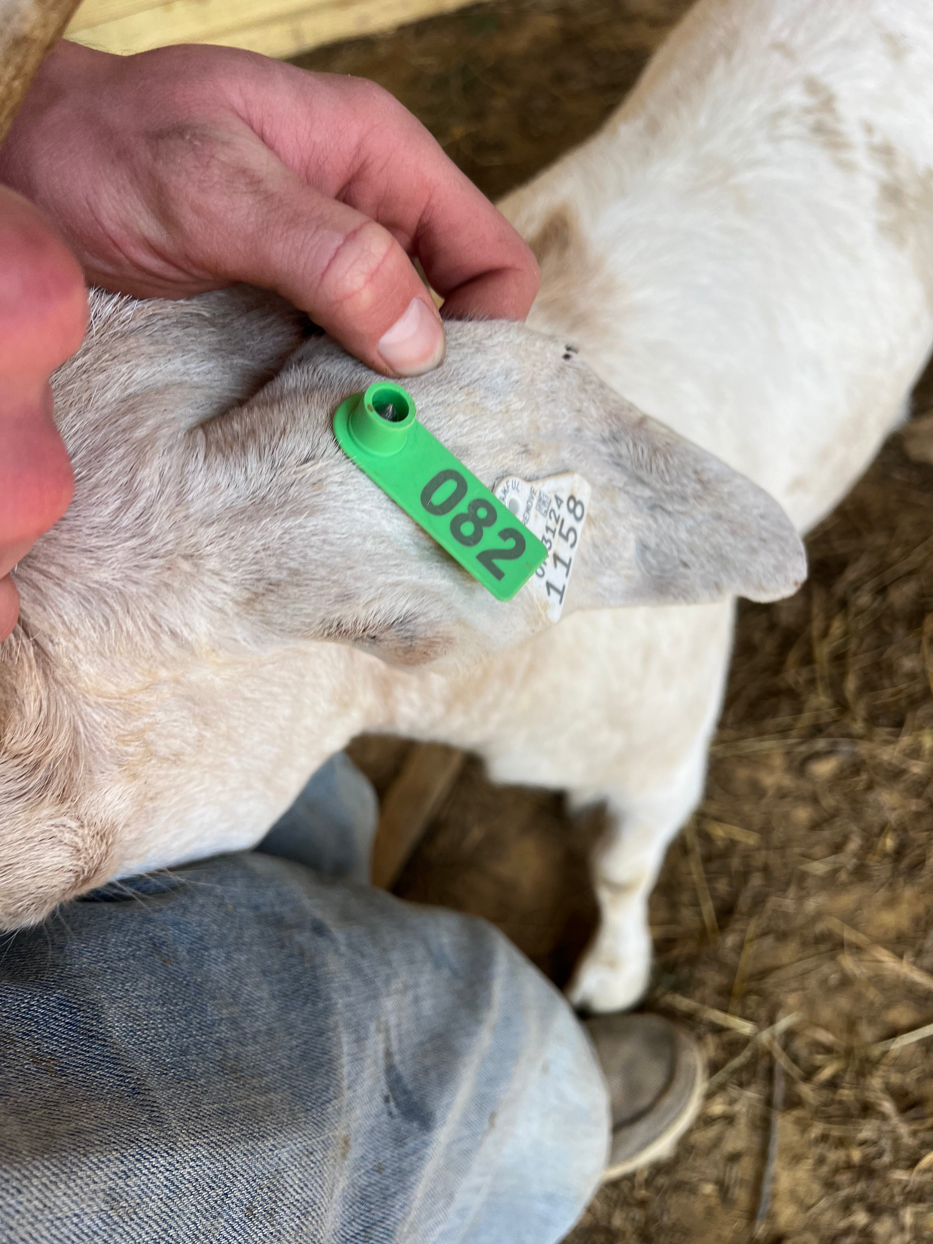 Eid Goat