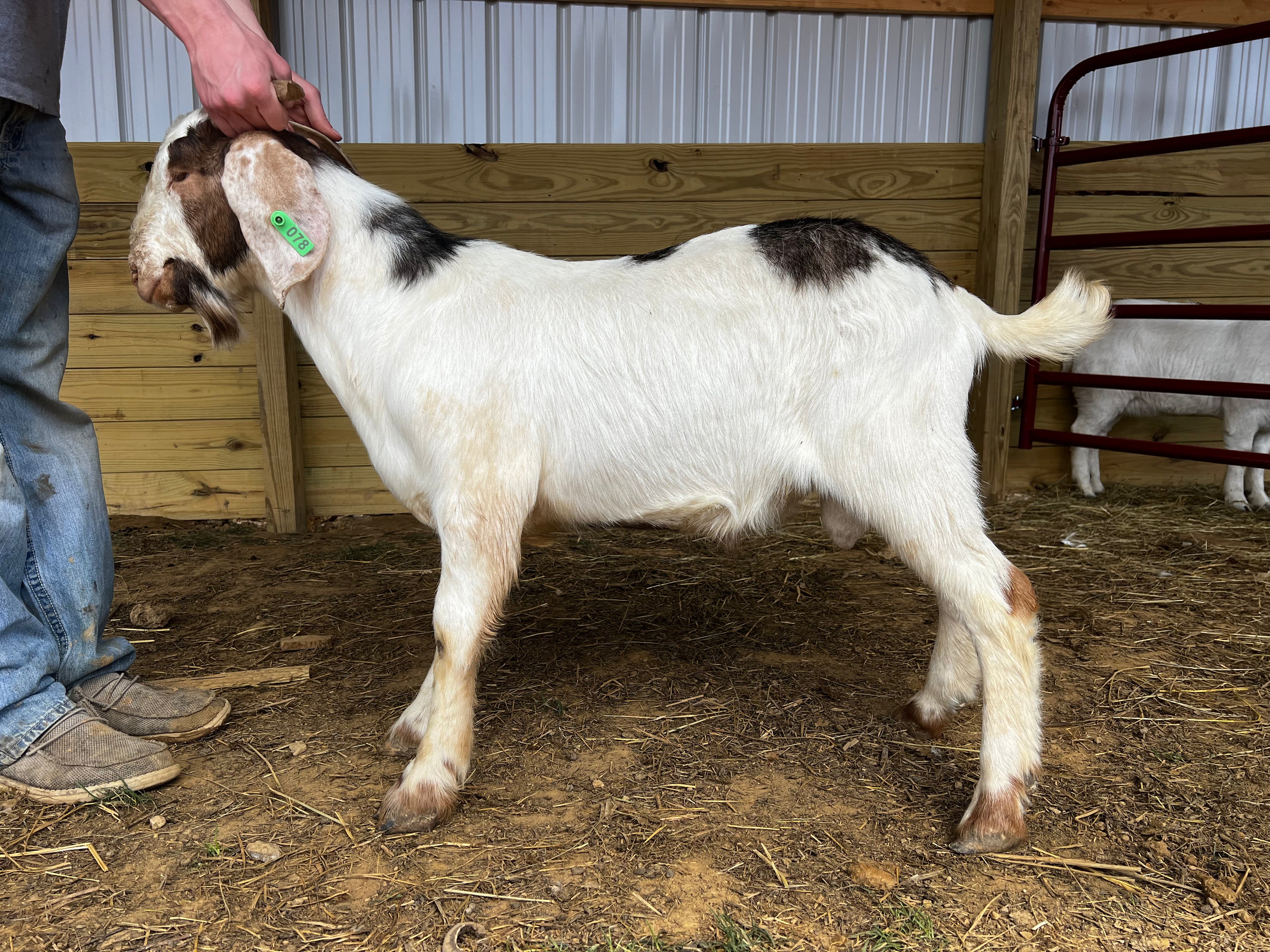 Eid Goat