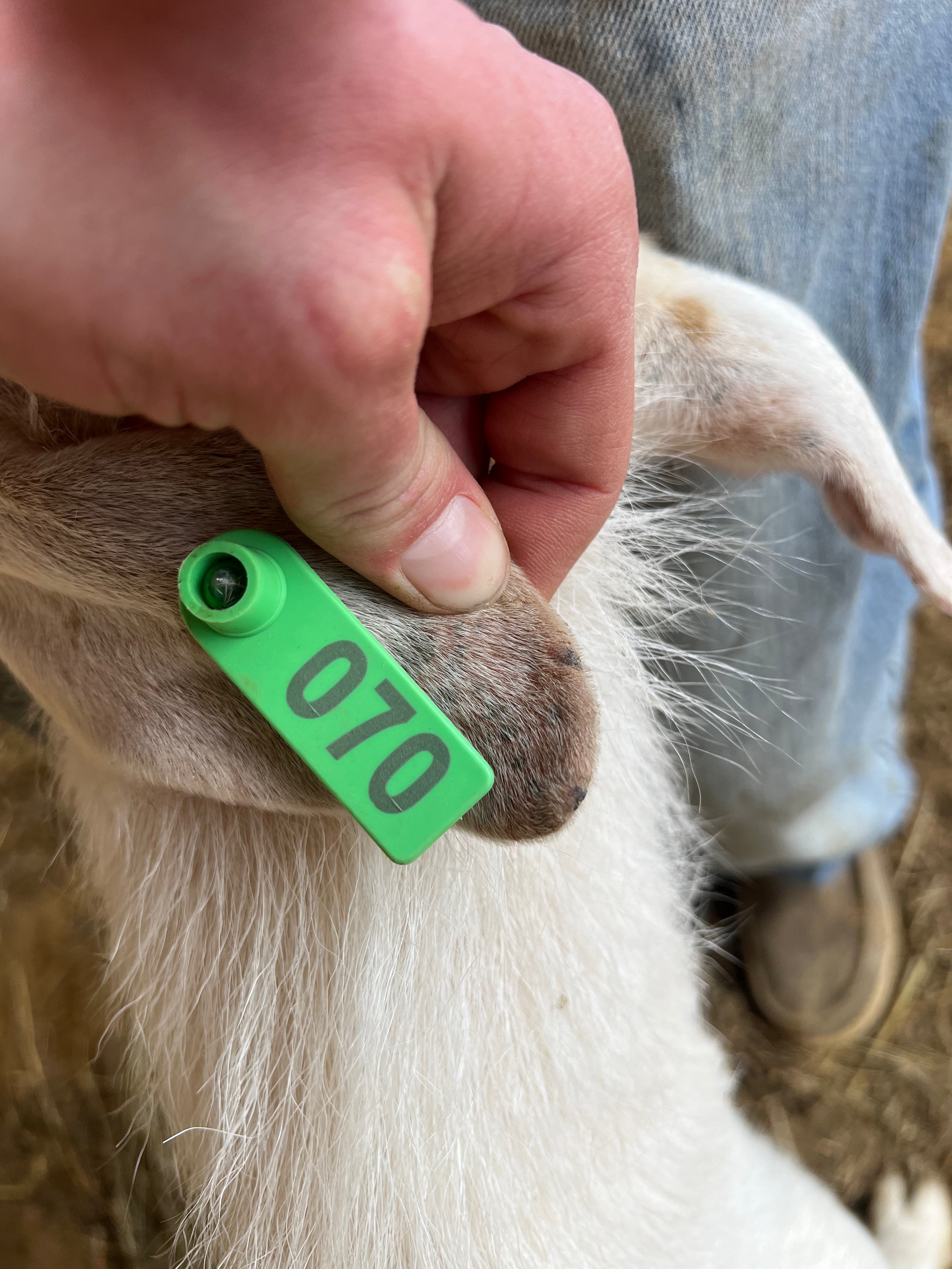 Eid Goat