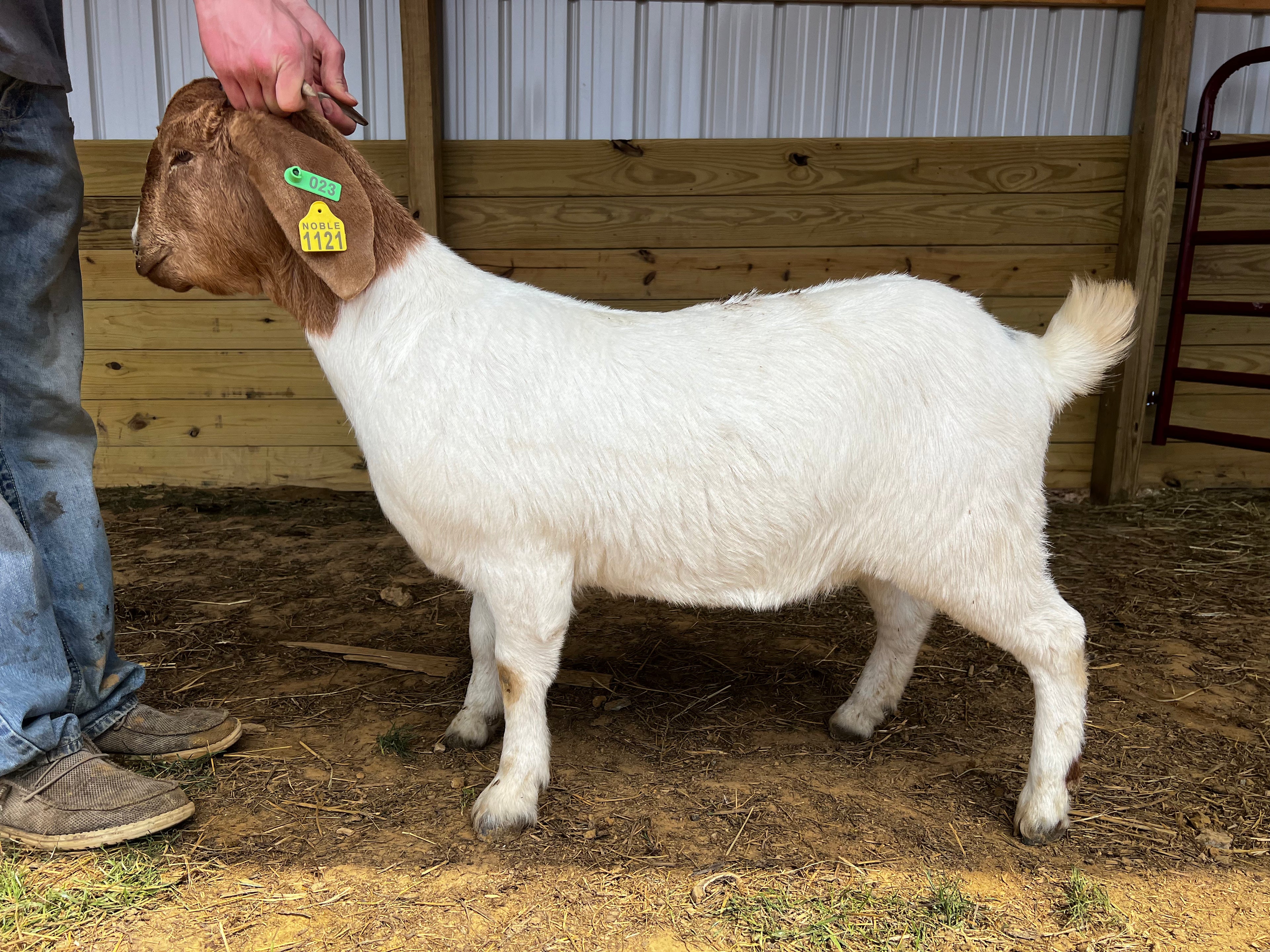 Eid Goat