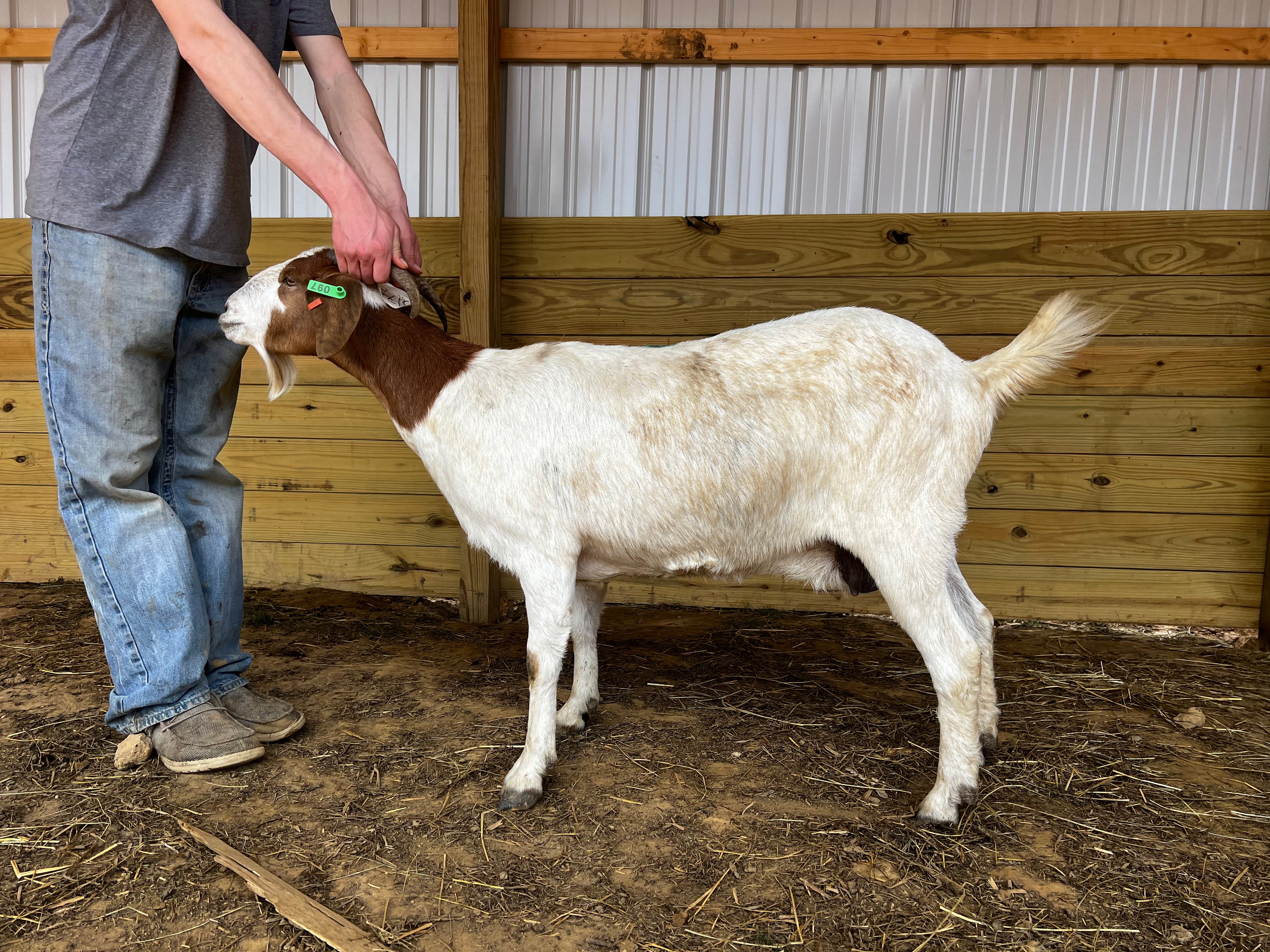 Eid Goat