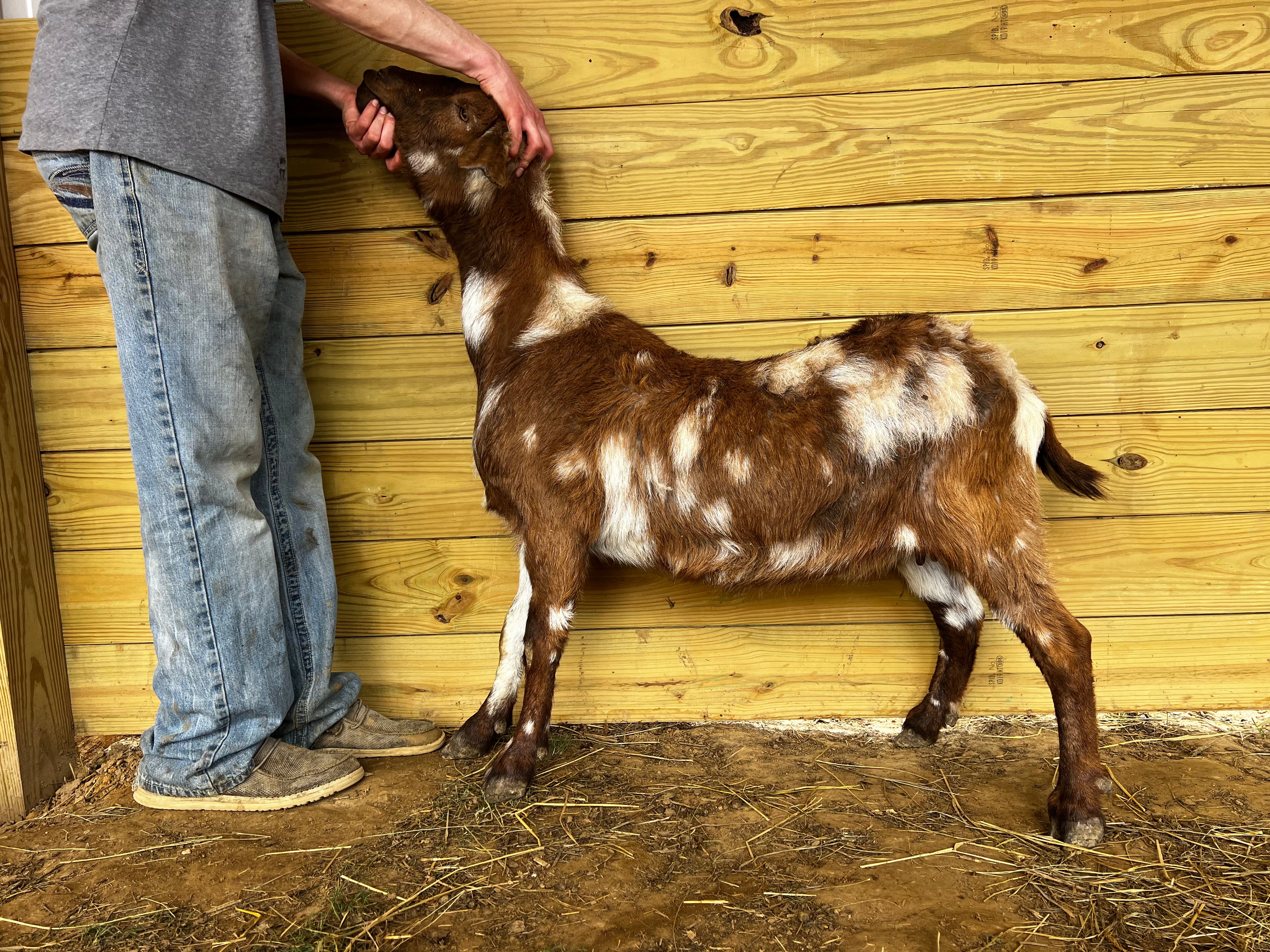Eid Goat