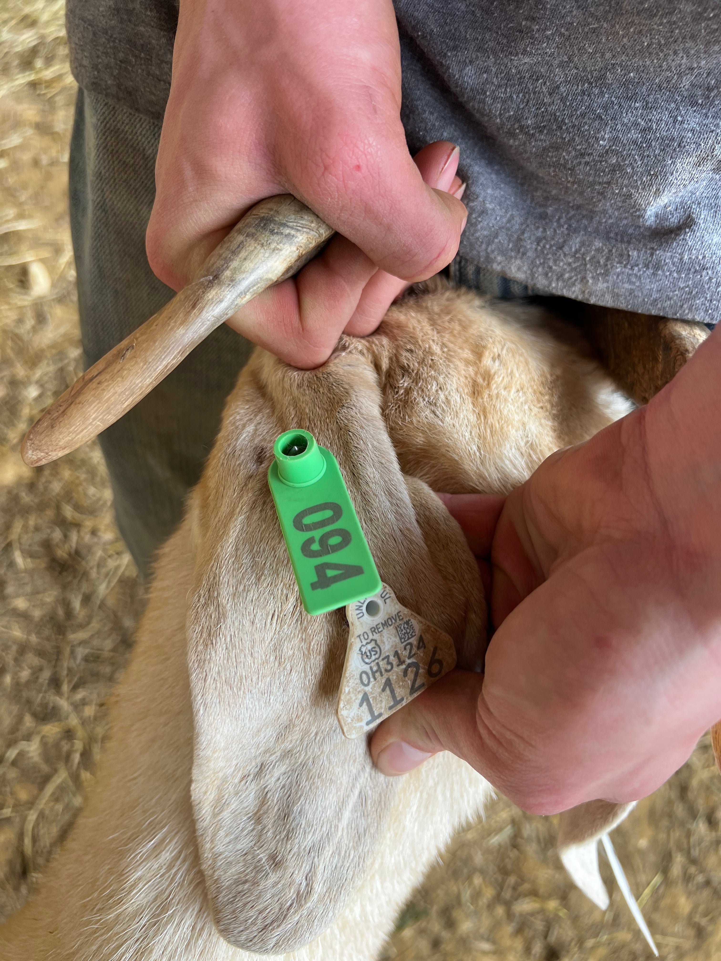 Eid Goat
