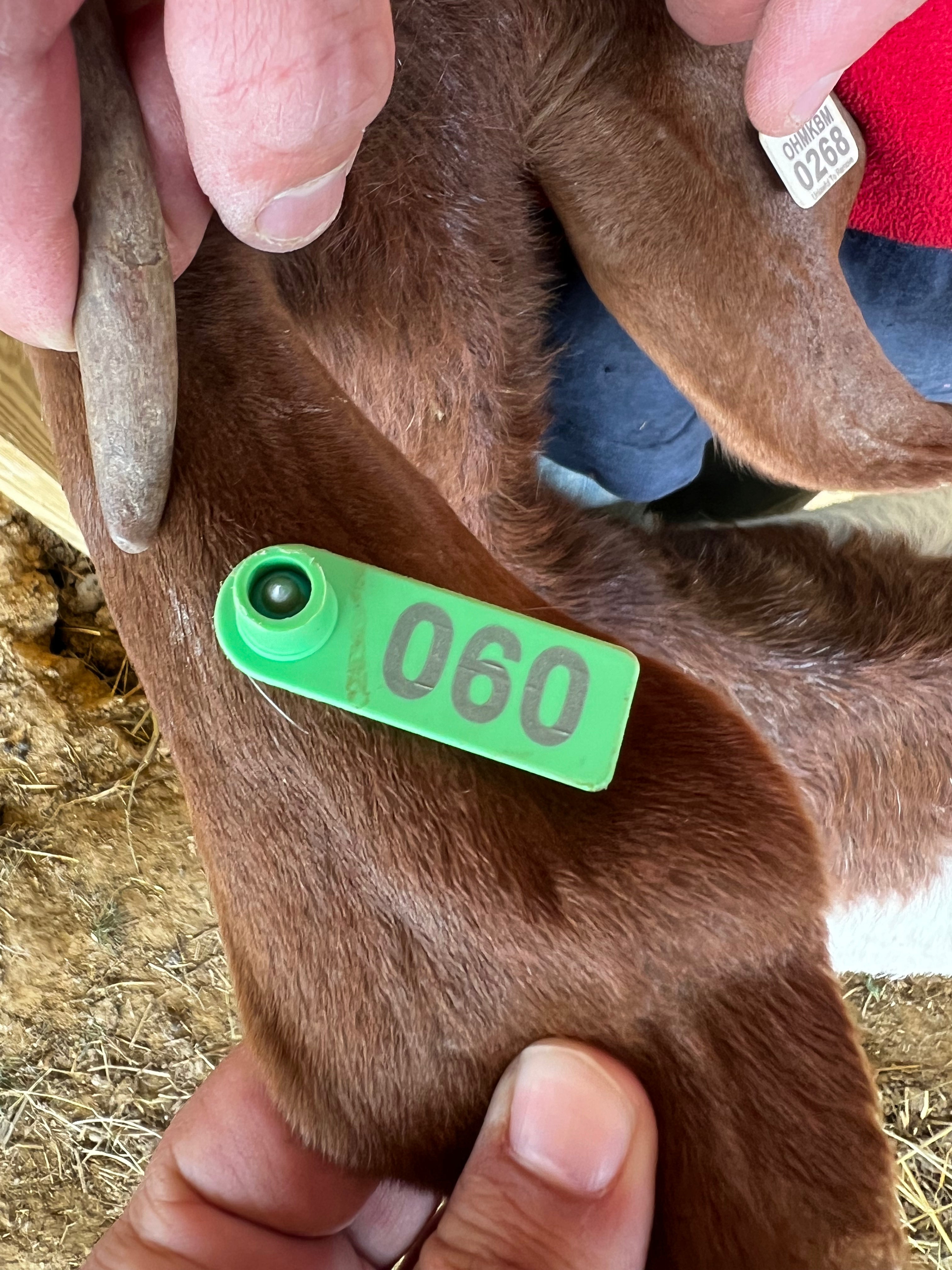 Eid Goat