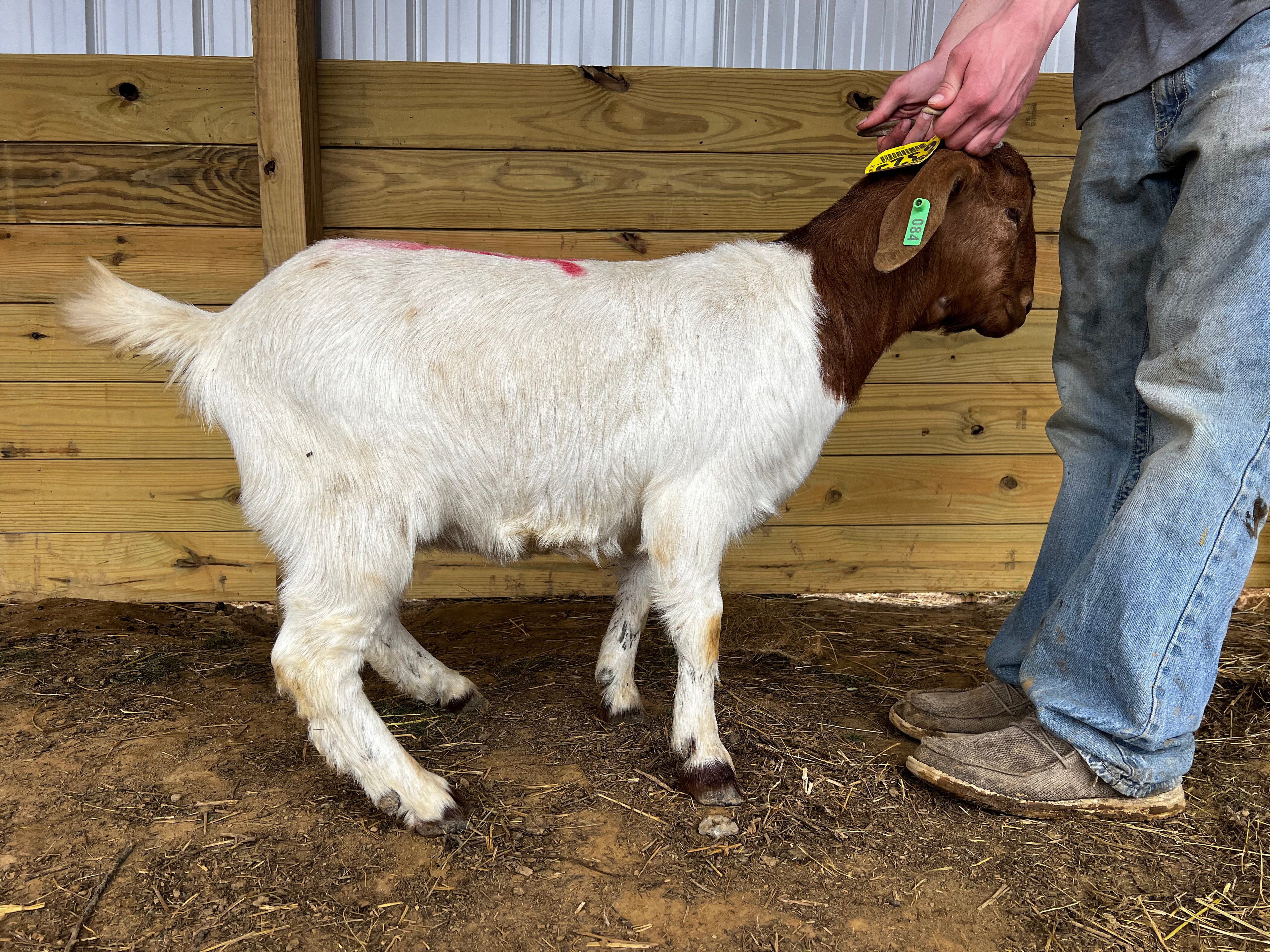 Eid Goat
