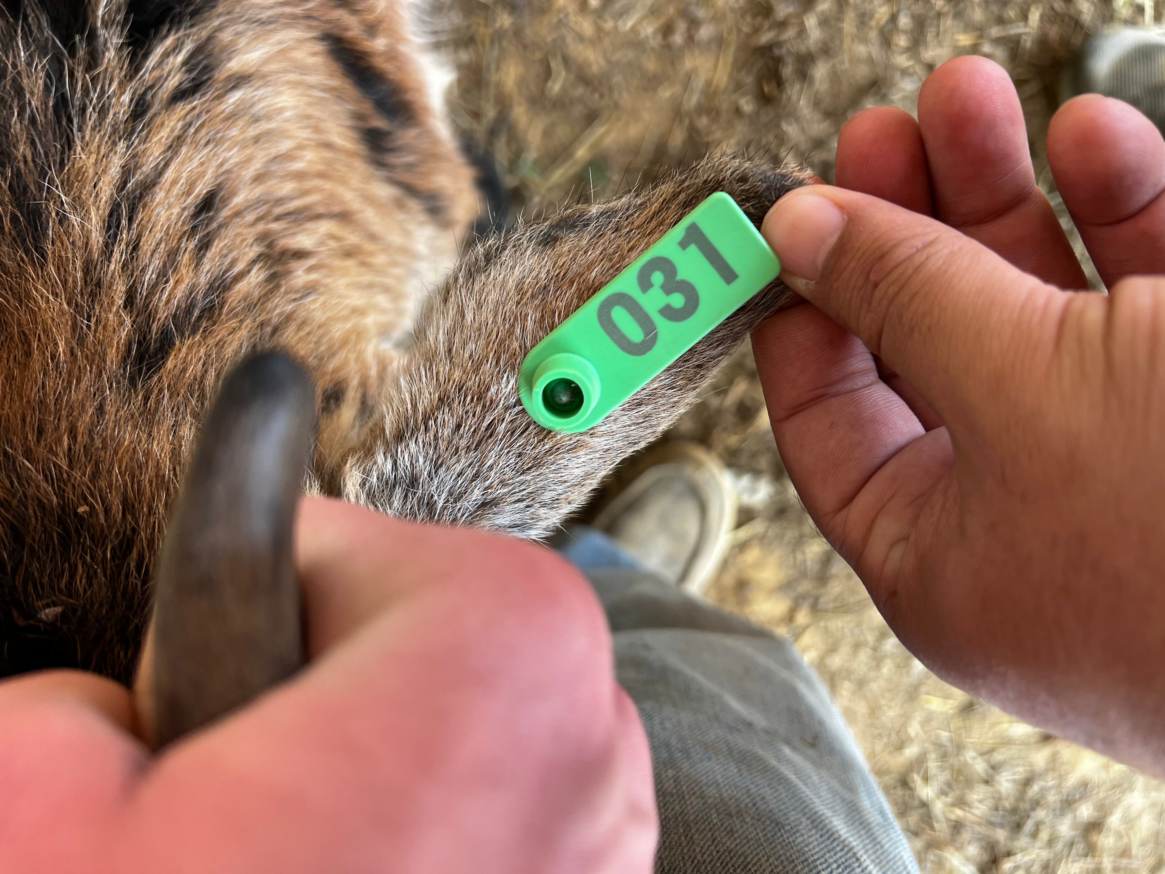 Eid Goat