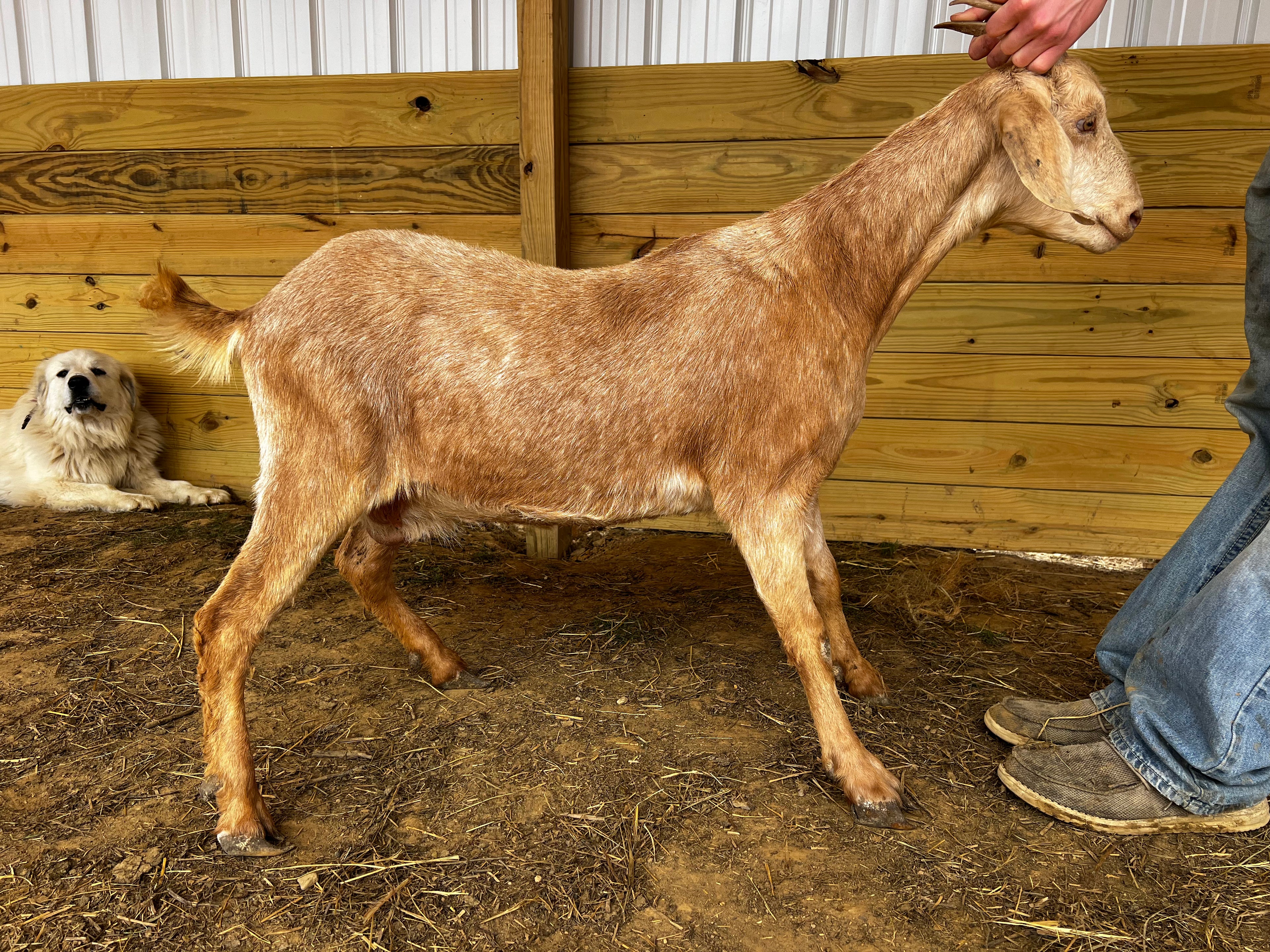 Eid Goat