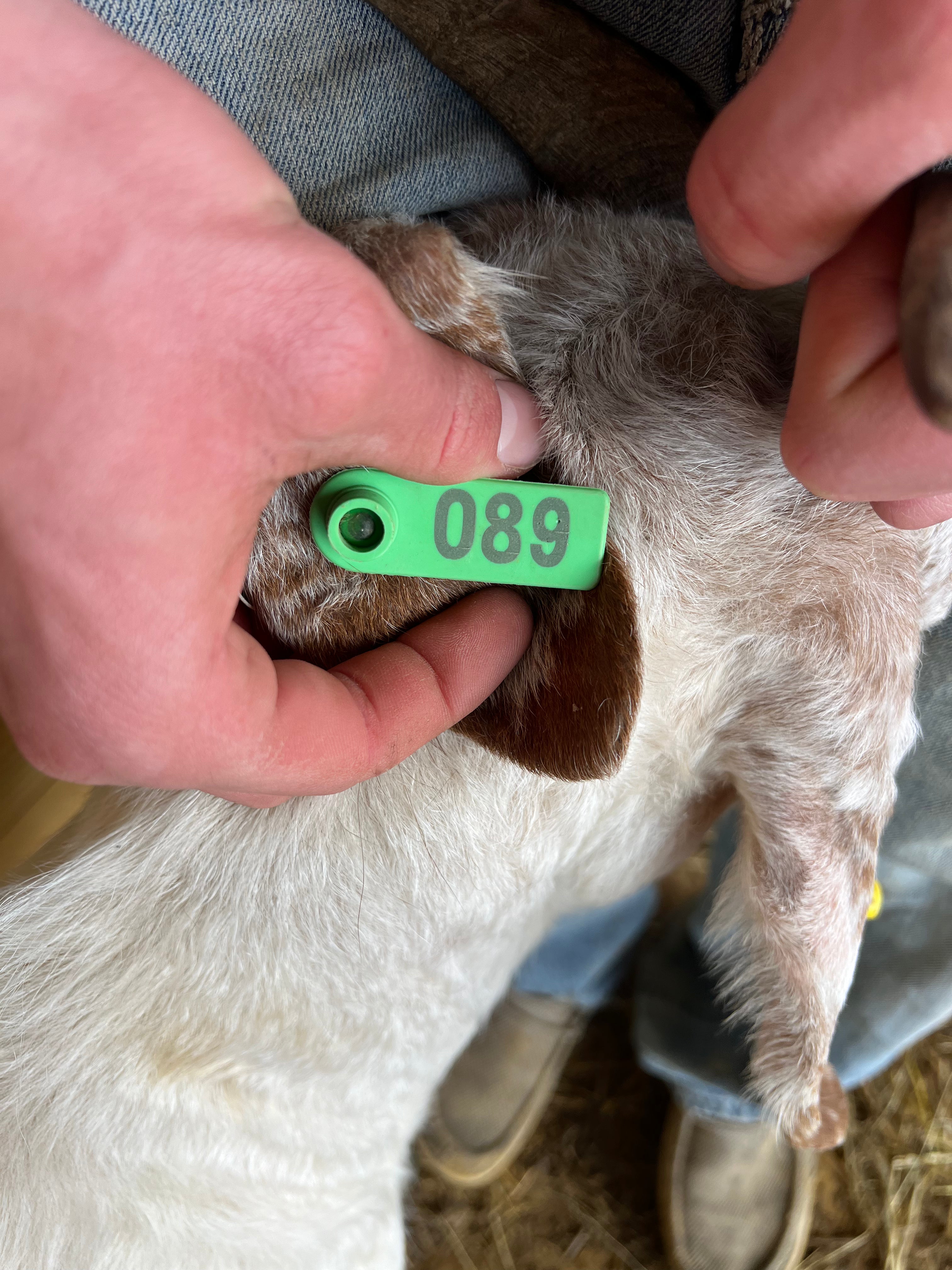 Eid Goat