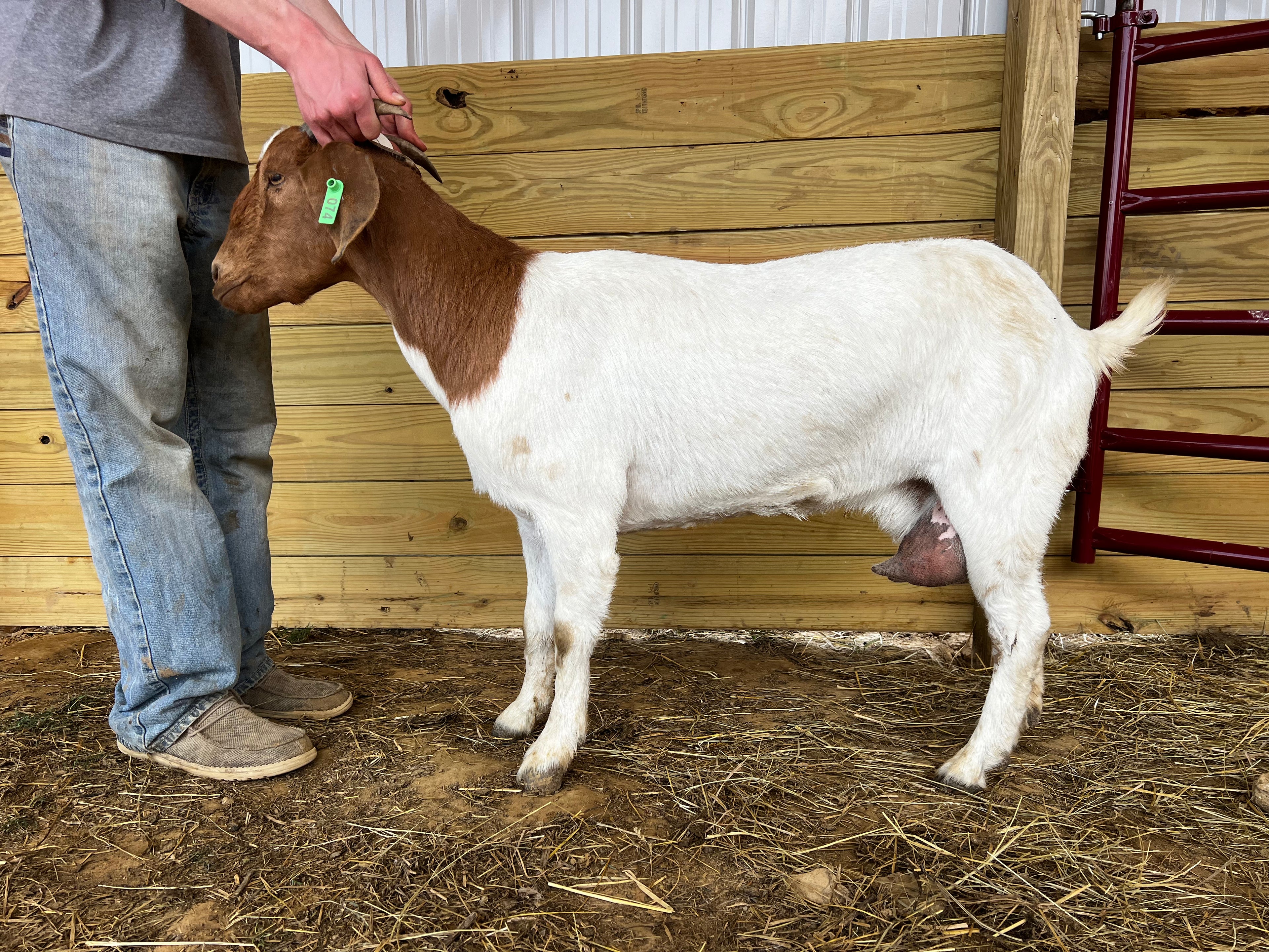 Eid Goat