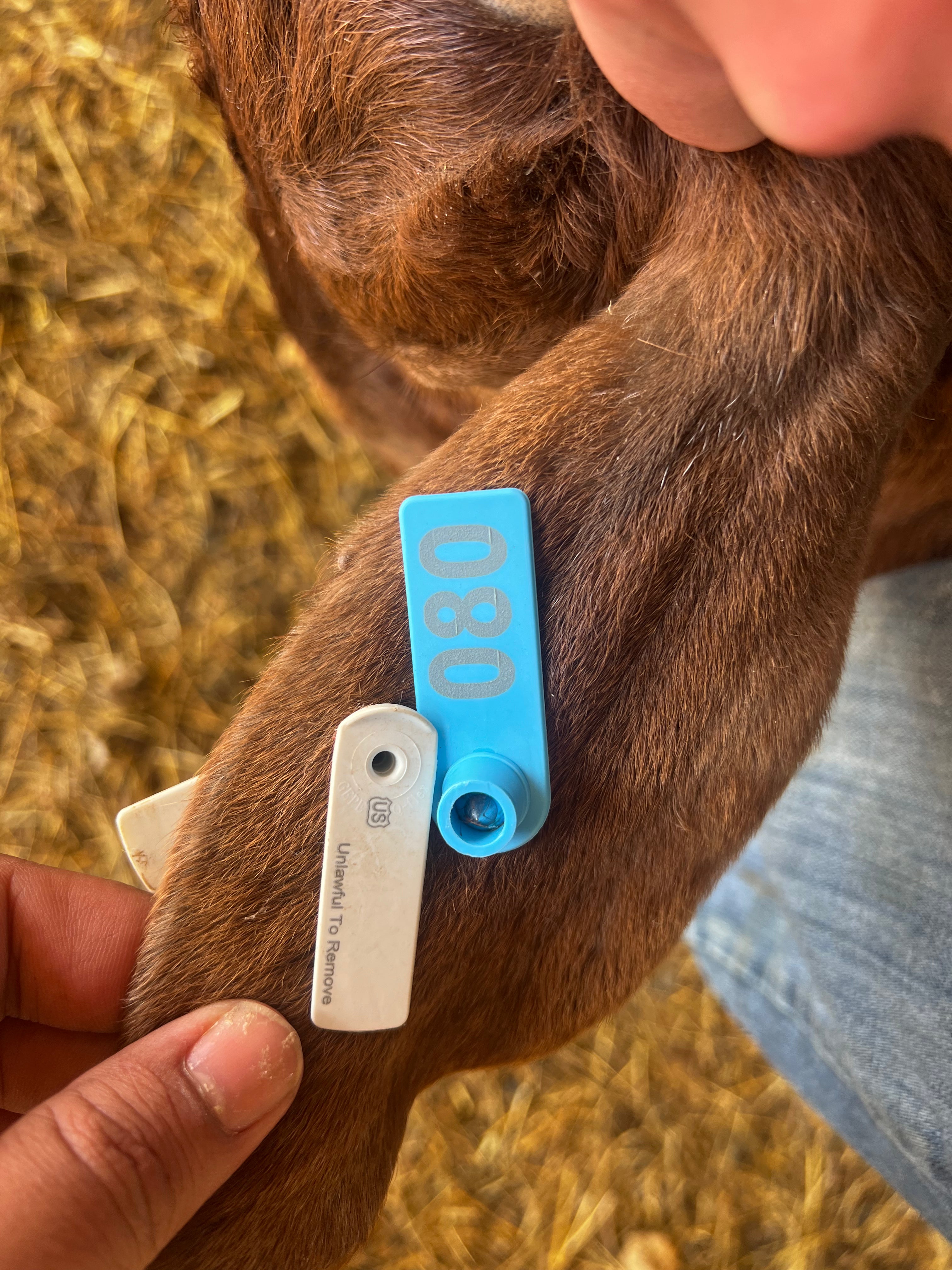 Eid Goat