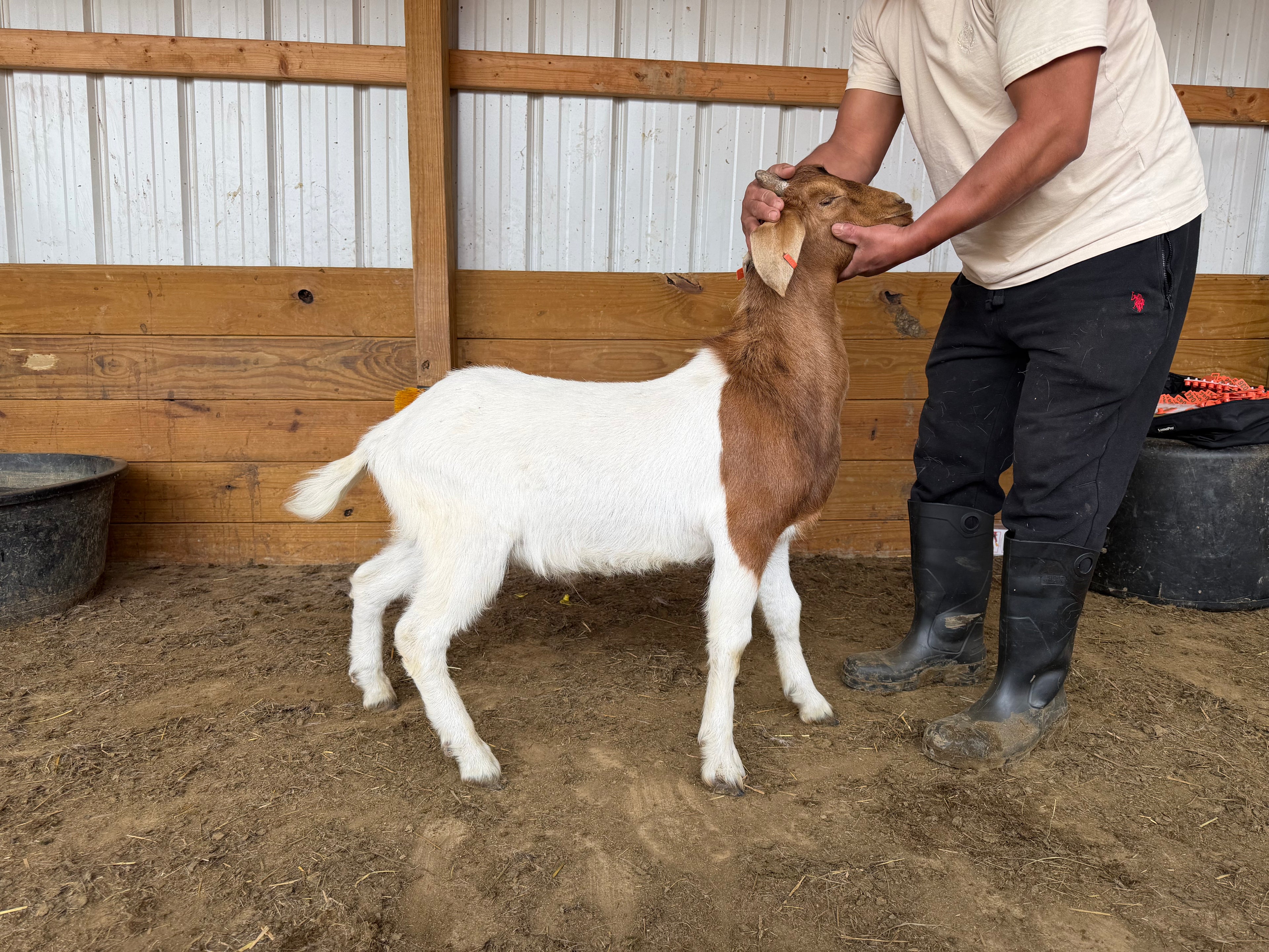 Eid Goat 002 Orange - WeGotMeat