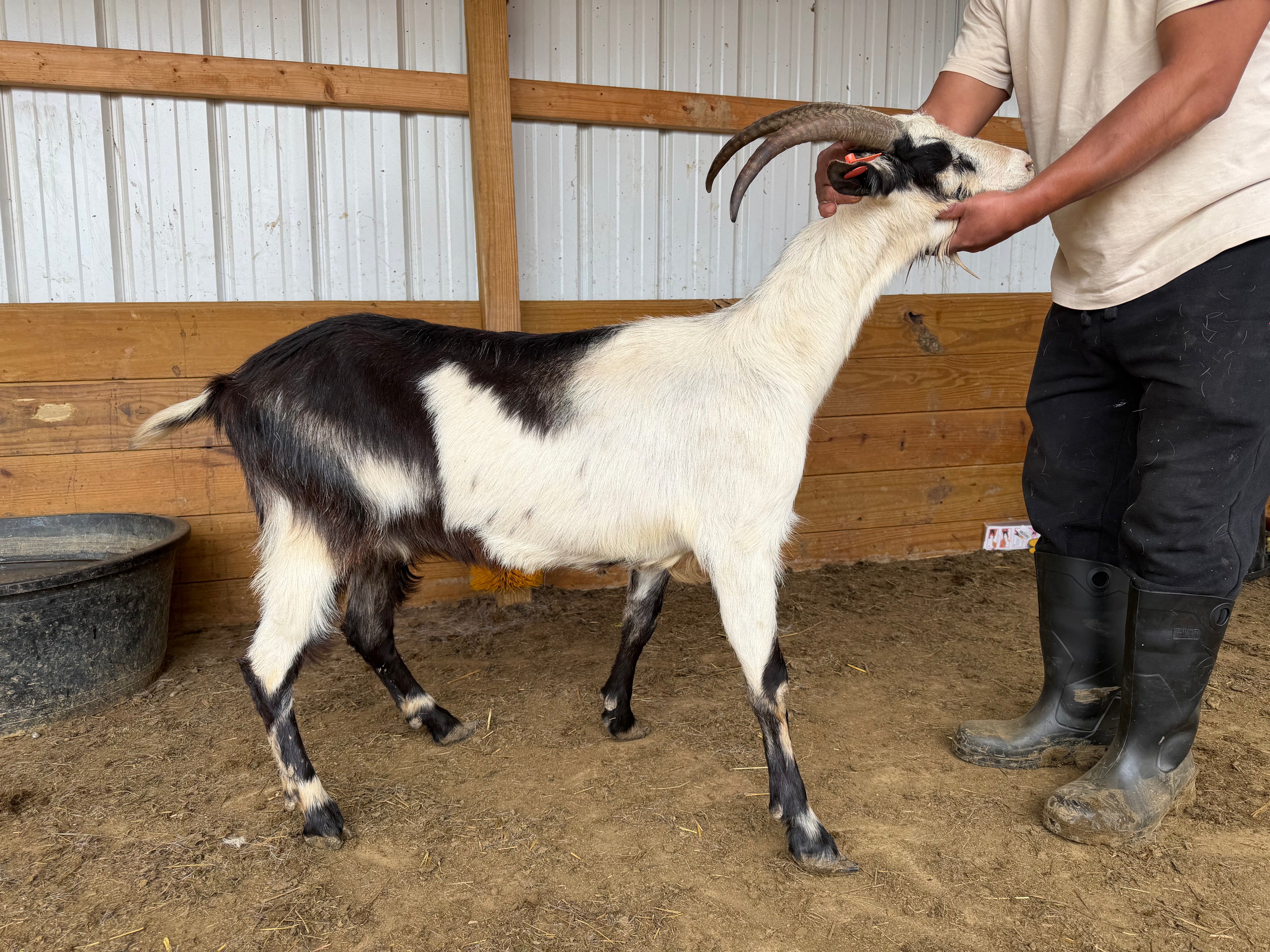 Eid Goat 018 Orange - WeGotMeat