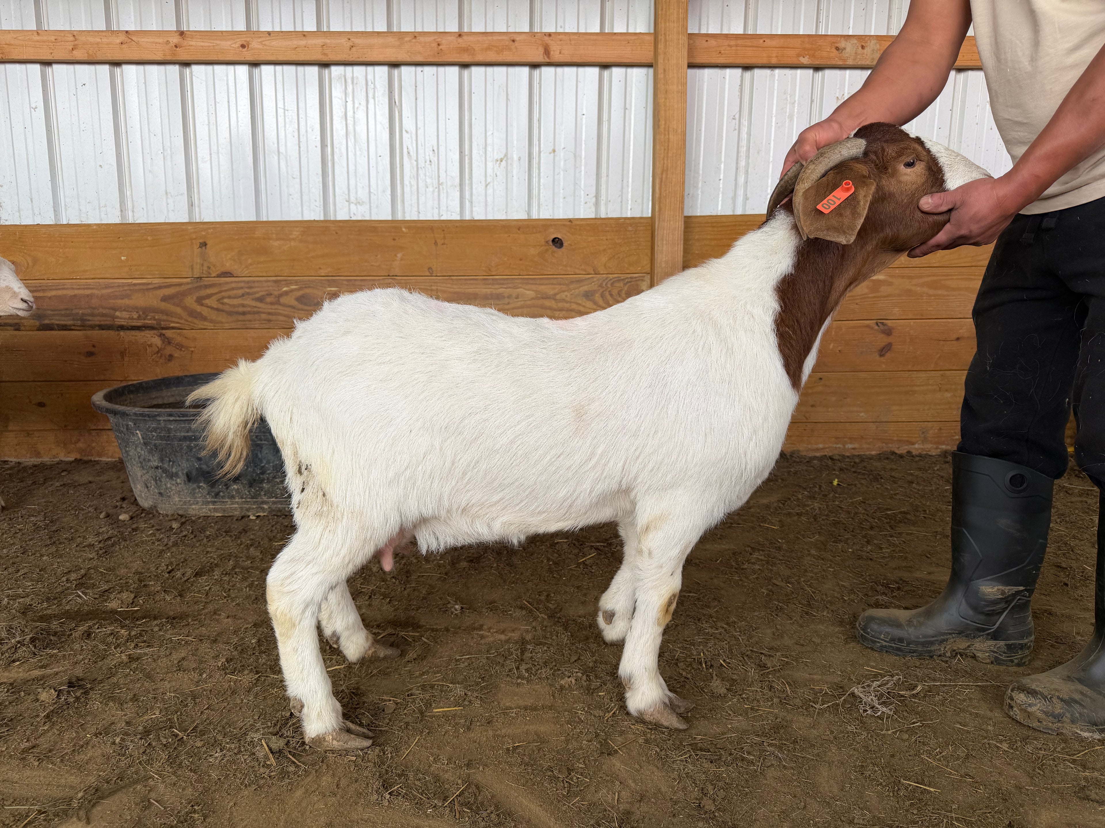 Eid Goat 100 Orange - WeGotMeat