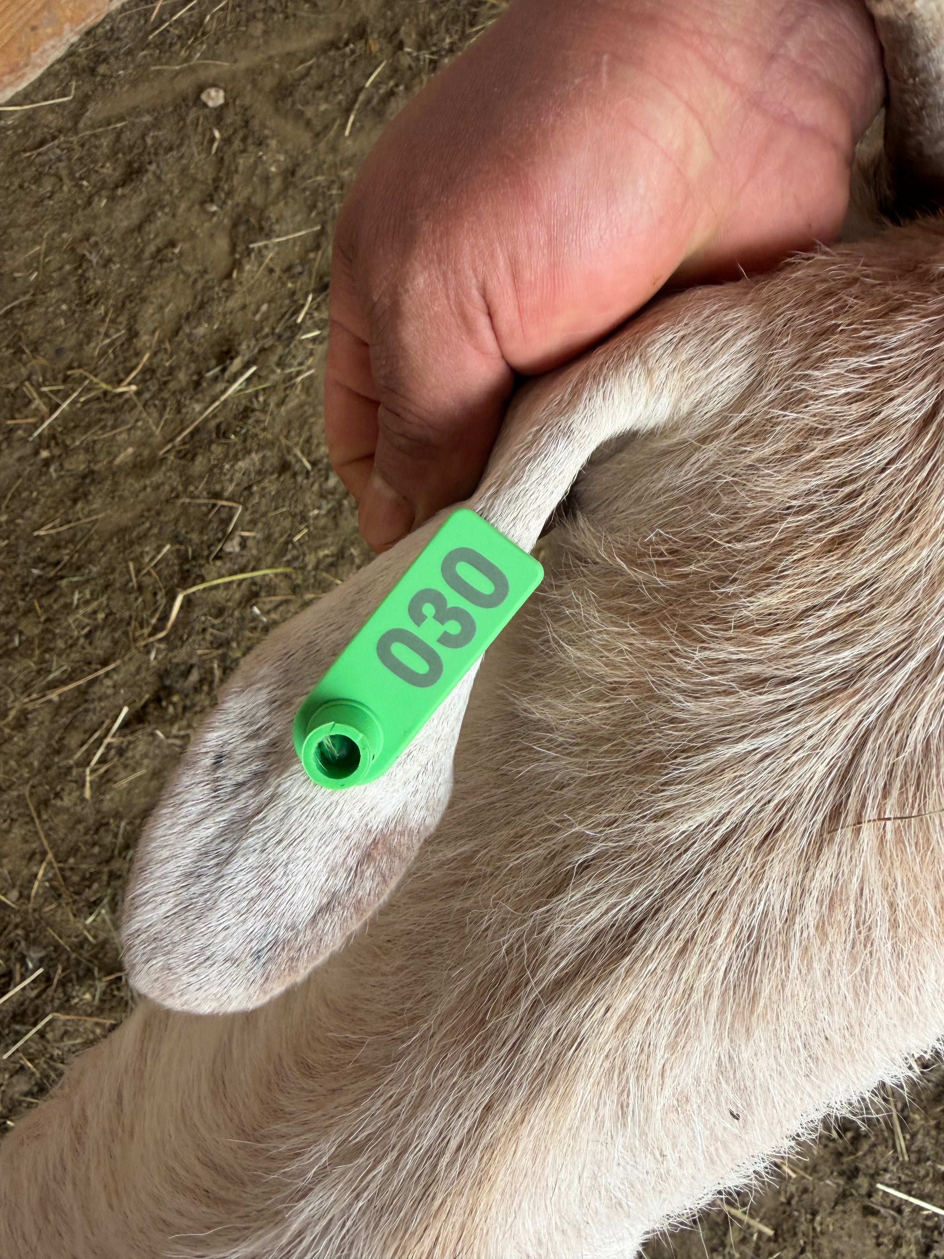 Eid Goat 030 Green