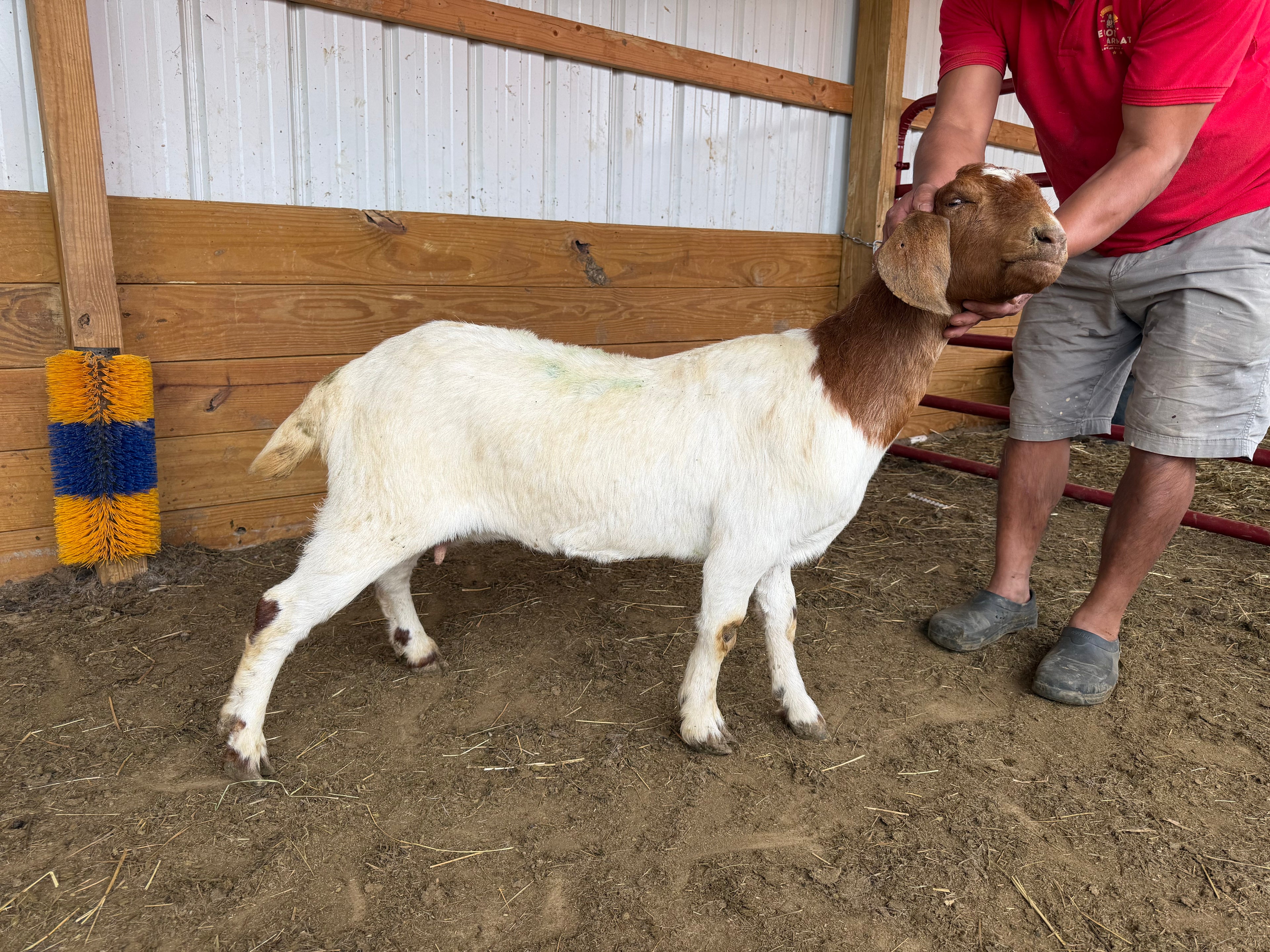 Eid Goat 007 Green
