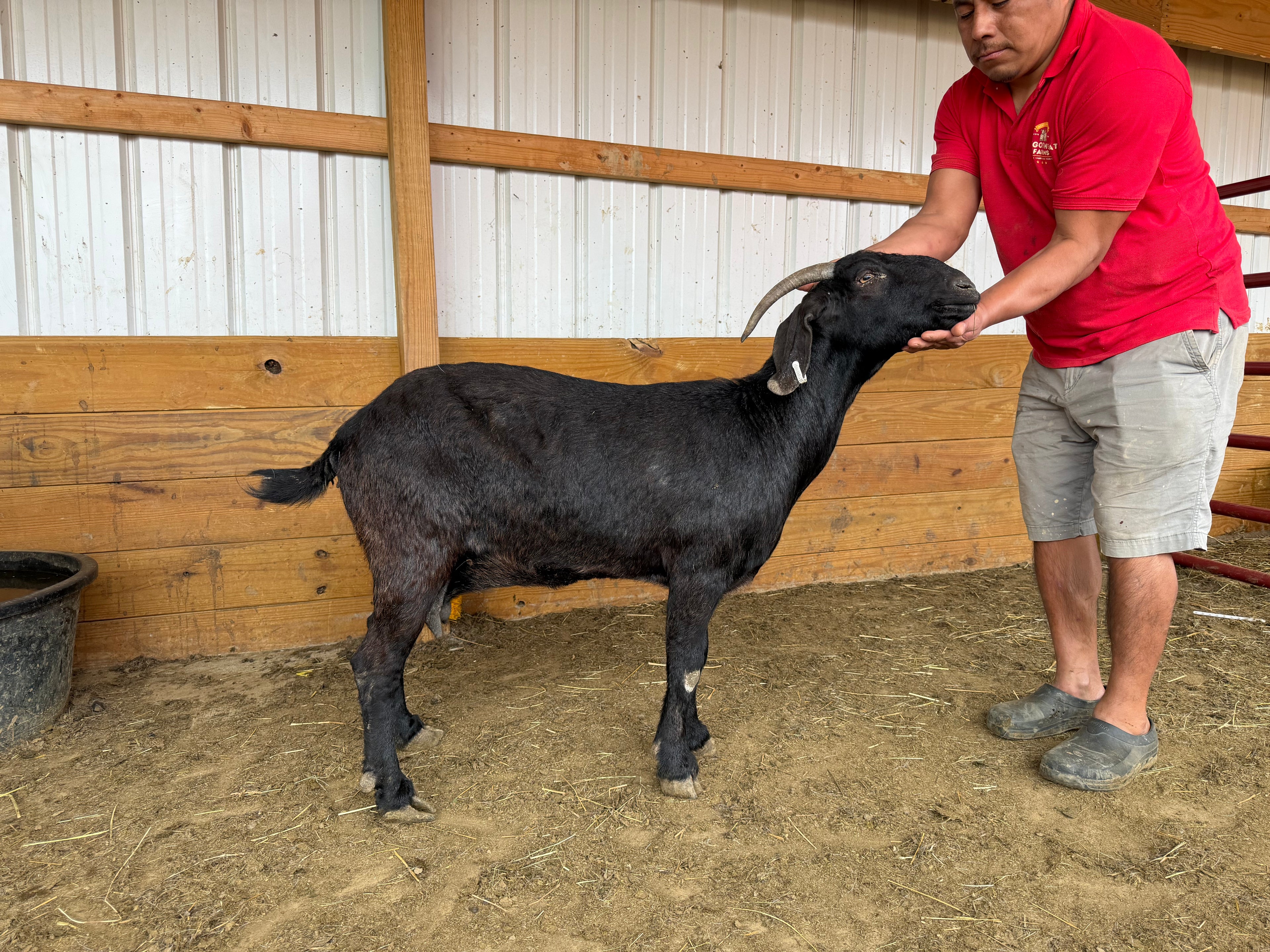 Eid Goat 050 Green
