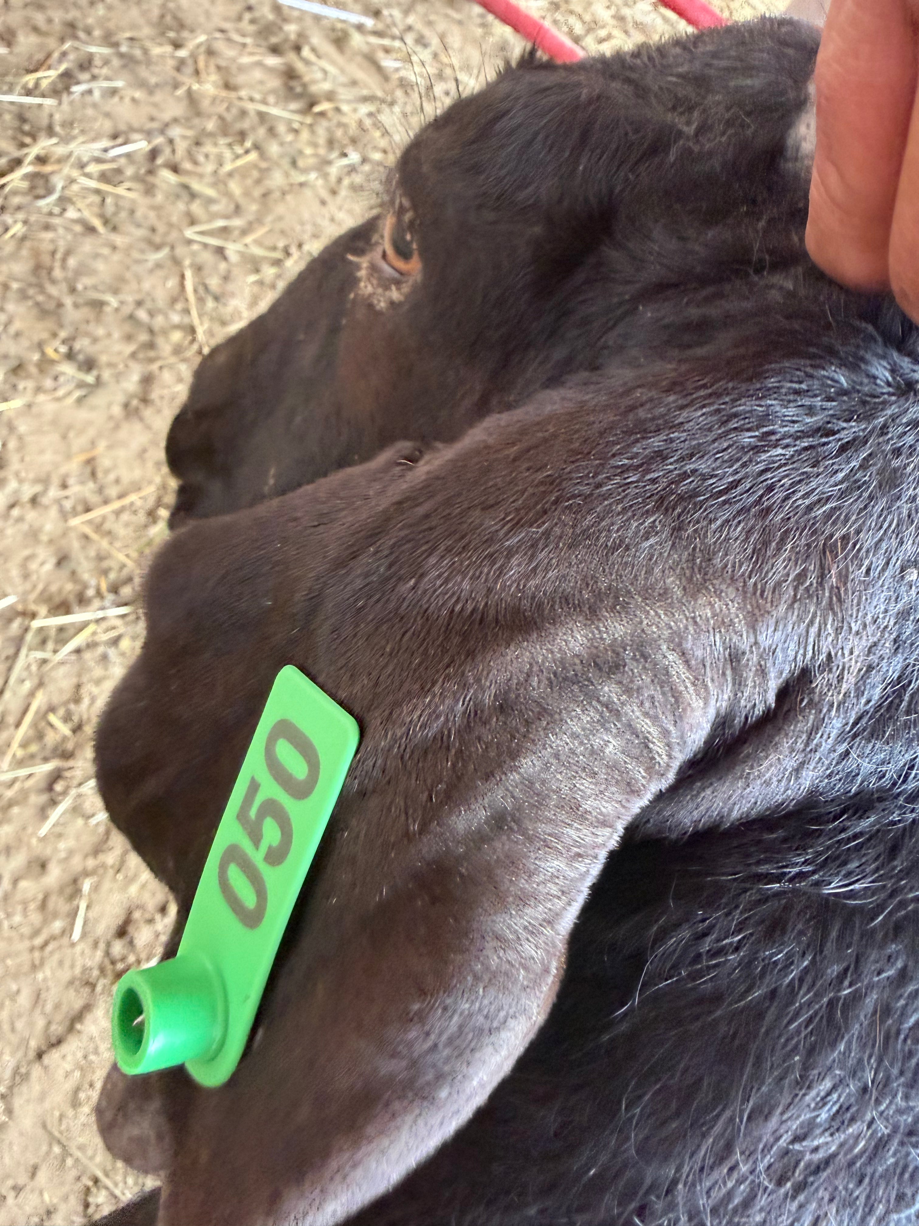 Eid Goat 050 Green