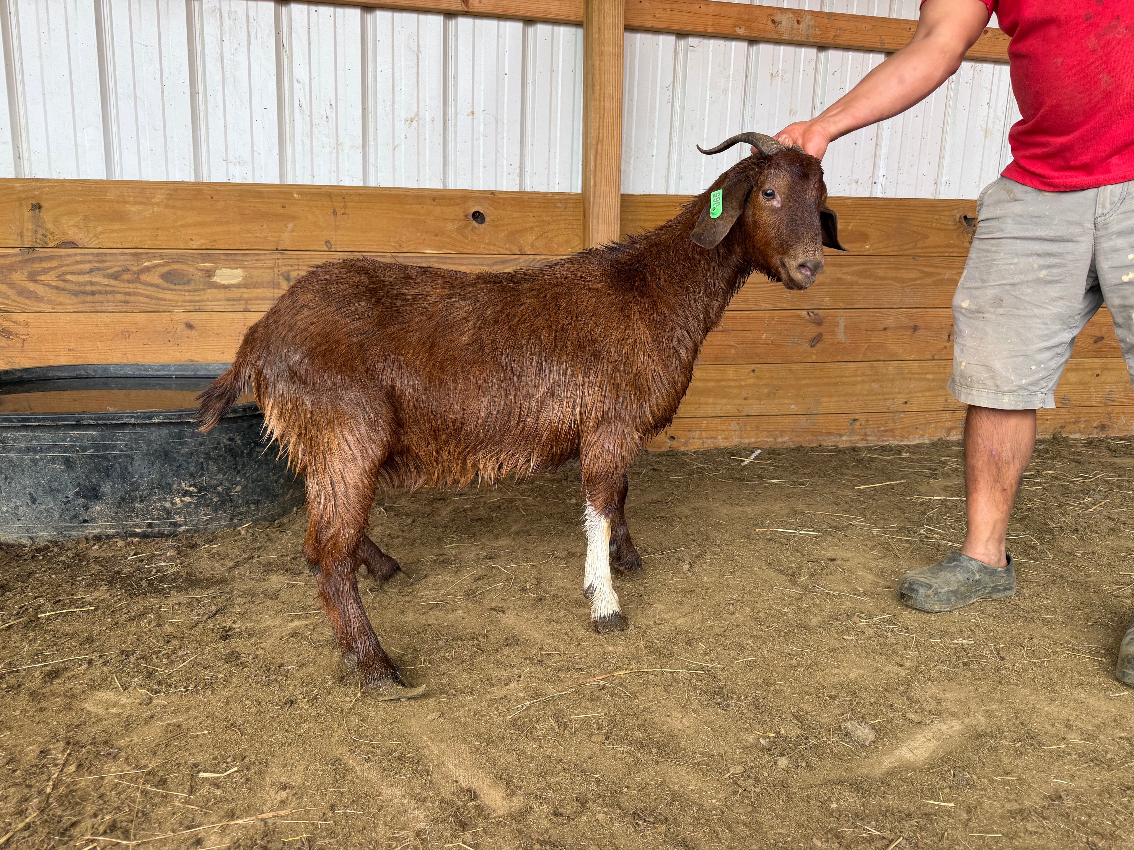 Eid Goat 065 Green