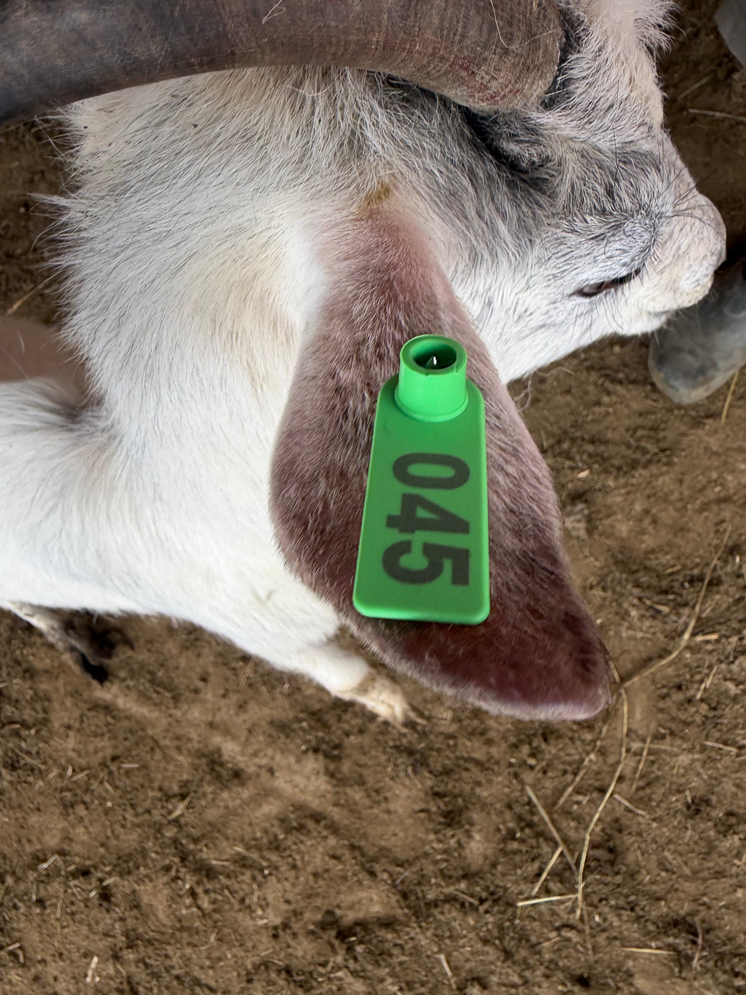 Eid Goat 045 Green