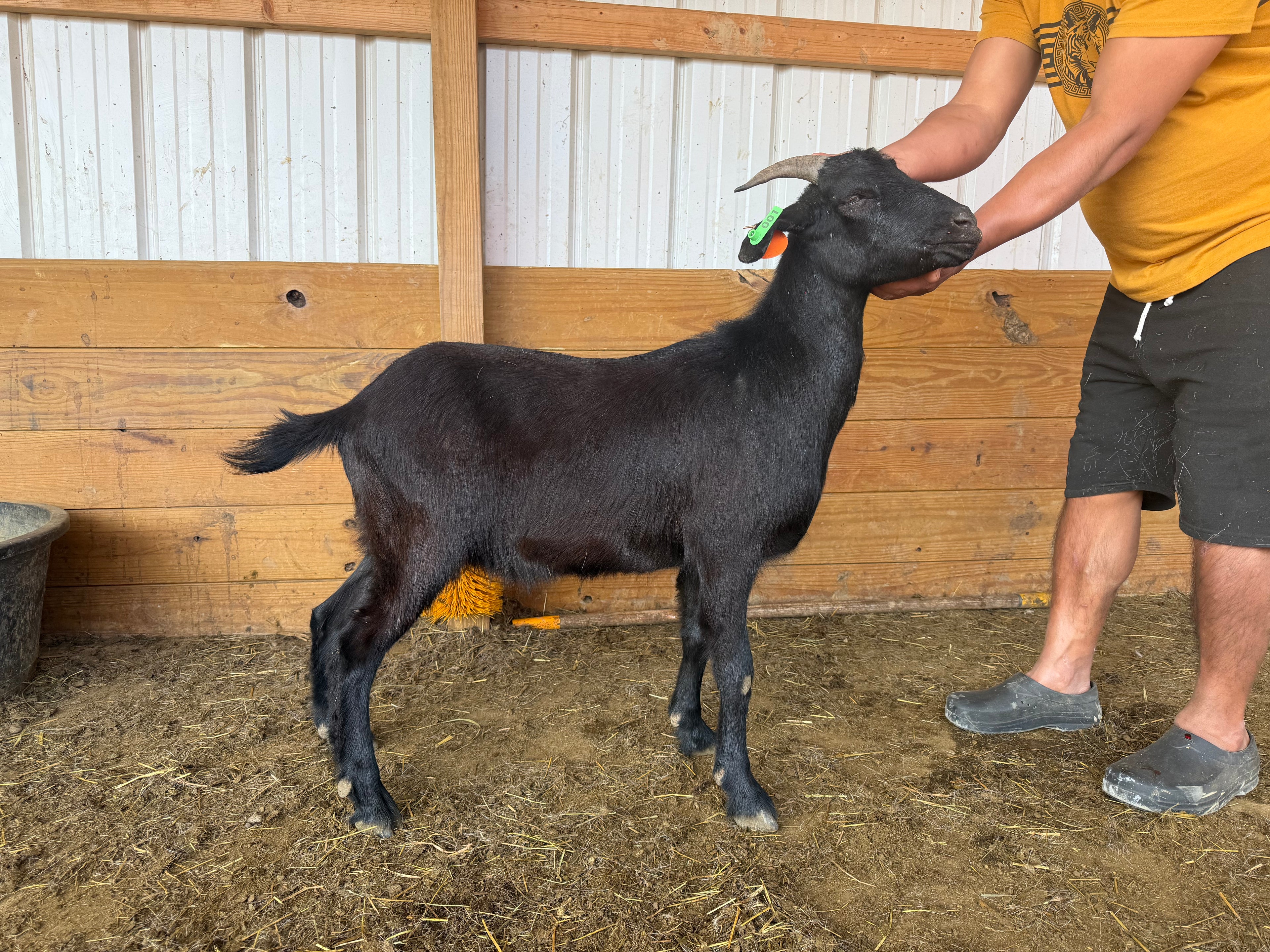 Eid Goat 001 Green - WeGotMeat