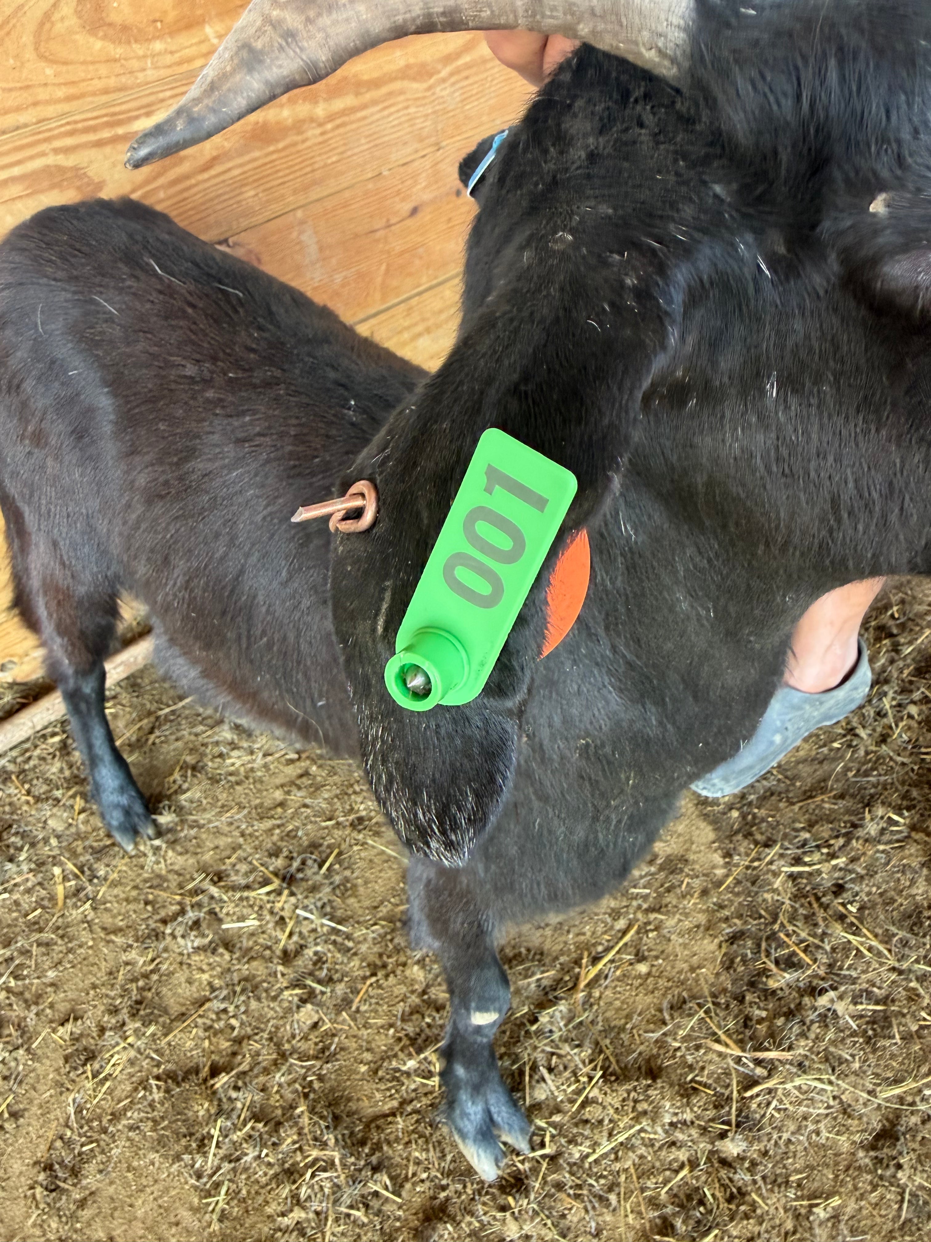 Eid Goat 001 Green - WeGotMeat