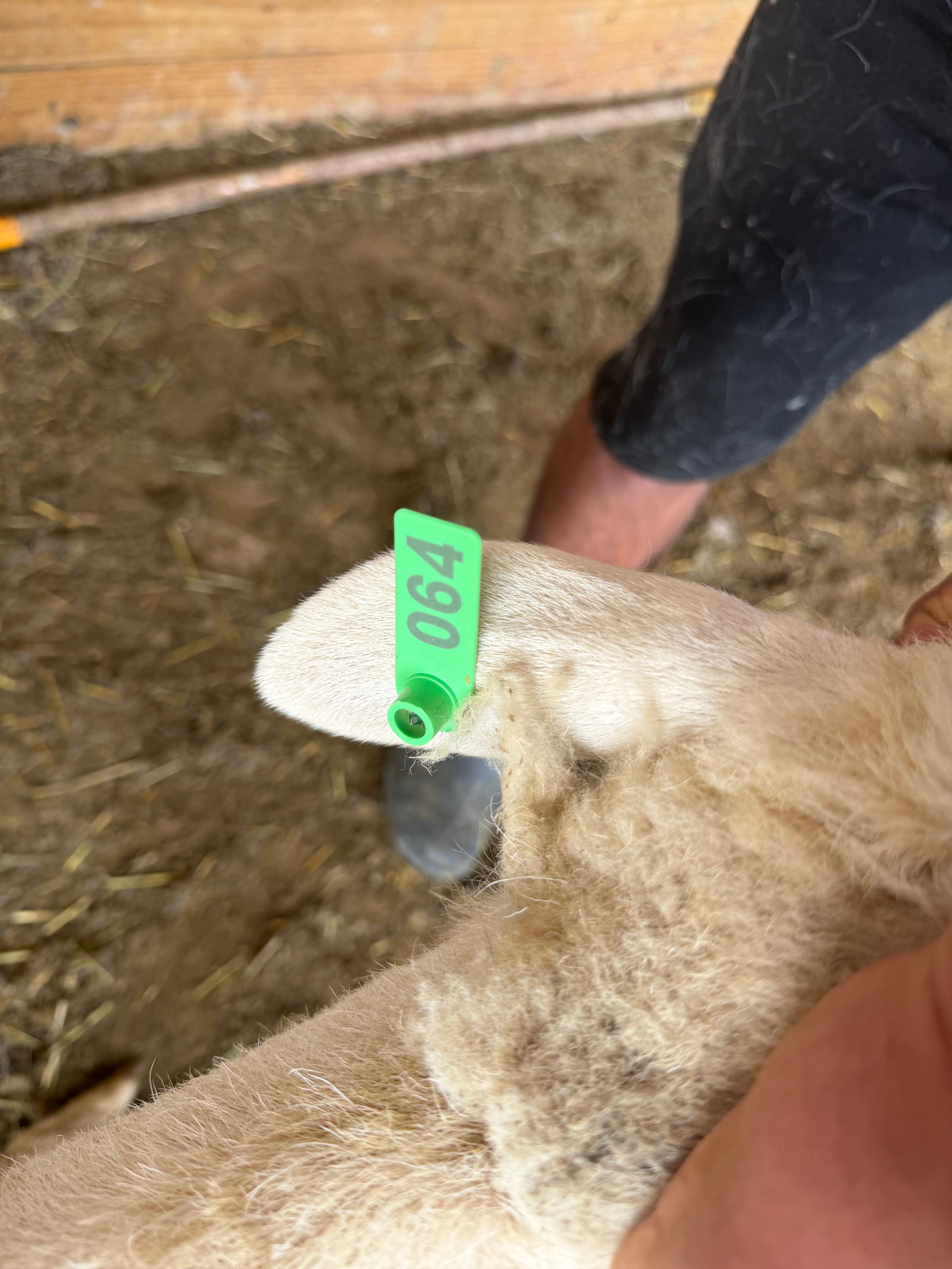 Eid Lamb 064 Green