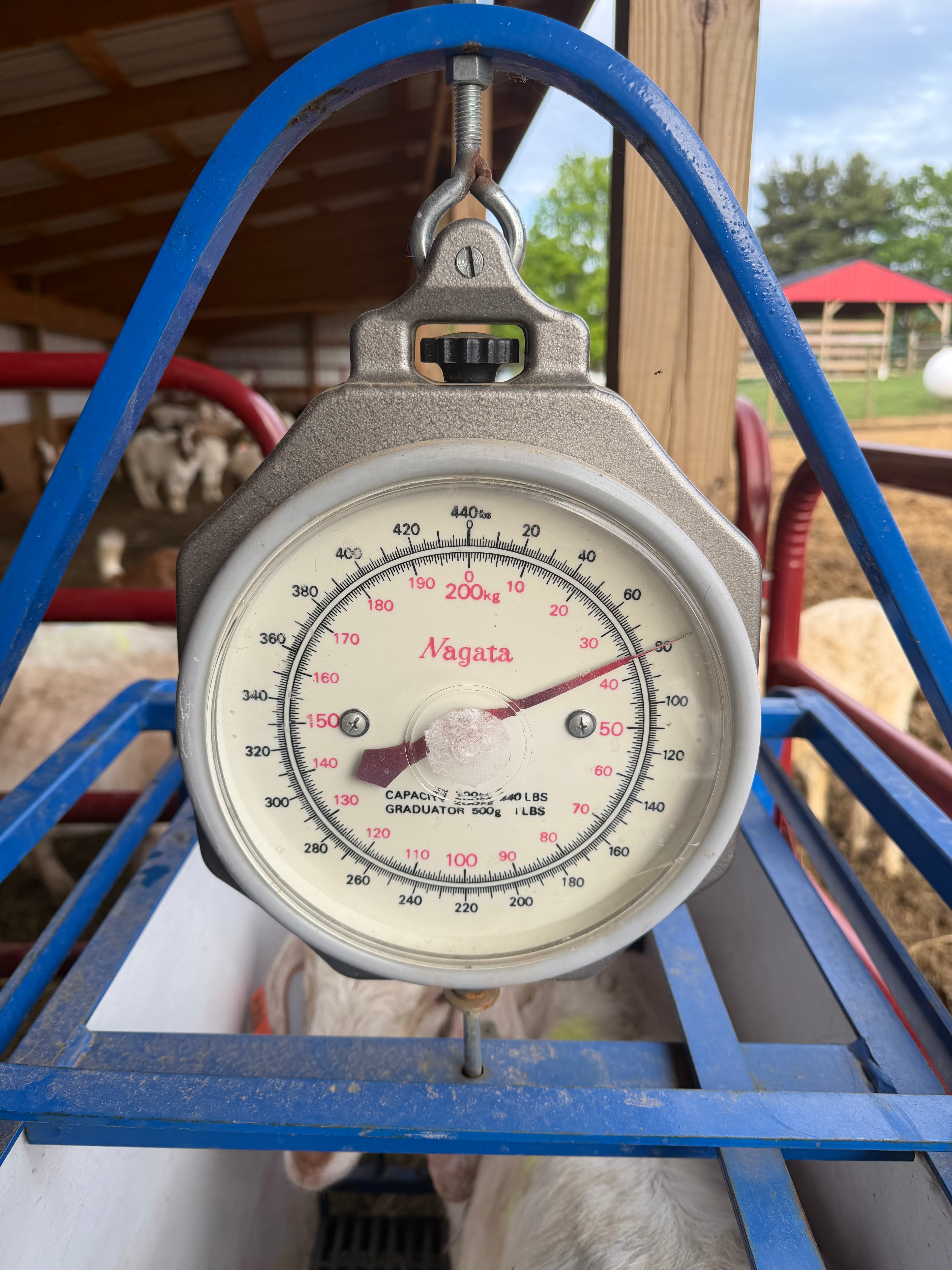 Eid Goat 094 Orange - WeGotMeat