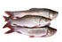 Whole Rohu Fish 8lbs - WeGotMeat- Columbus Ohio Halal Meat Delivery