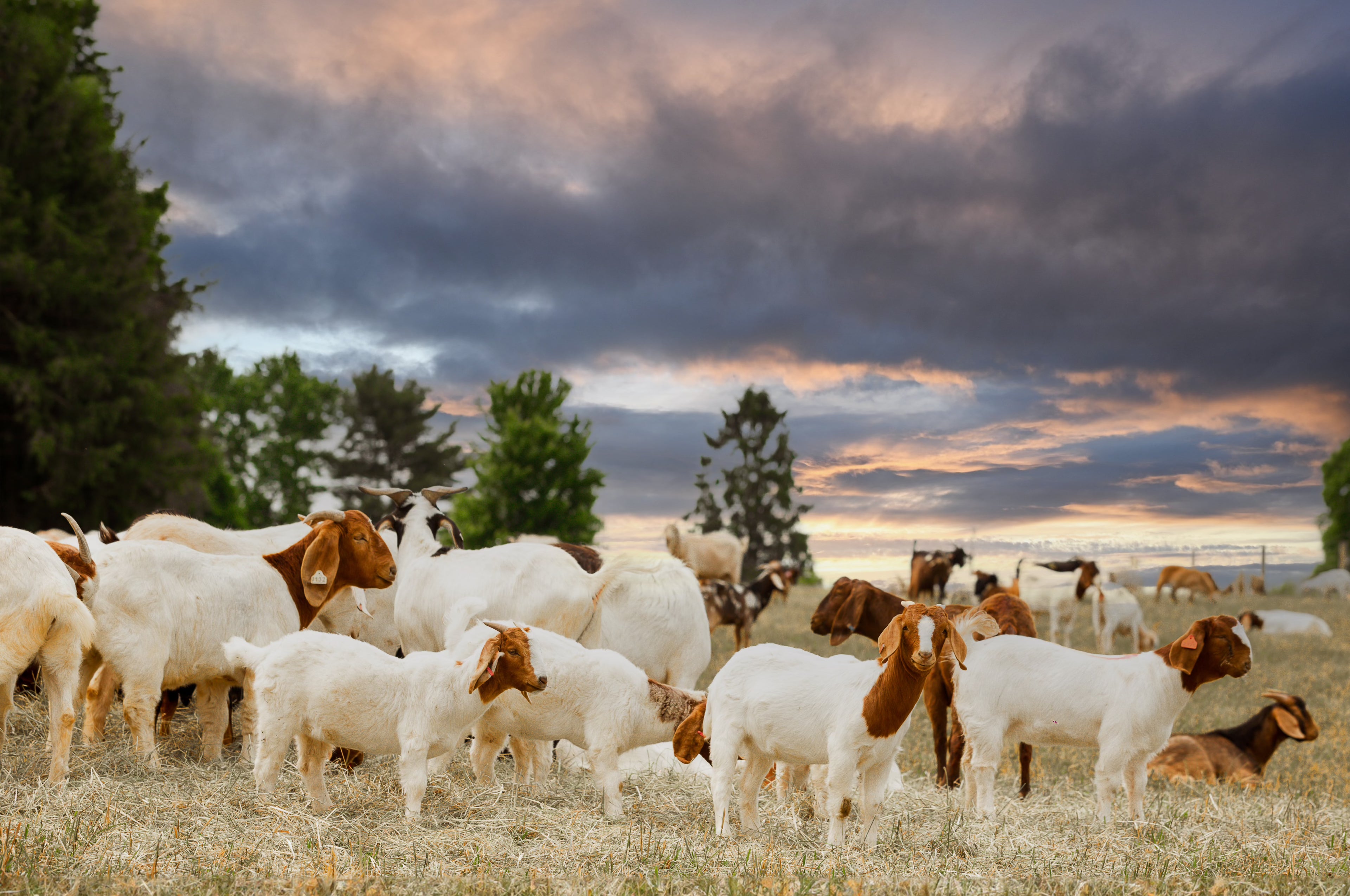Eid Al Adha Goats & Lambs