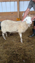 Eid Lamb 090 Orange - WeGotMeat
