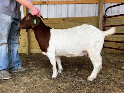 Eid Goat 