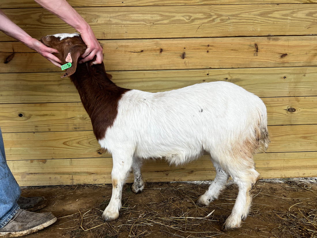 Eid Goat 