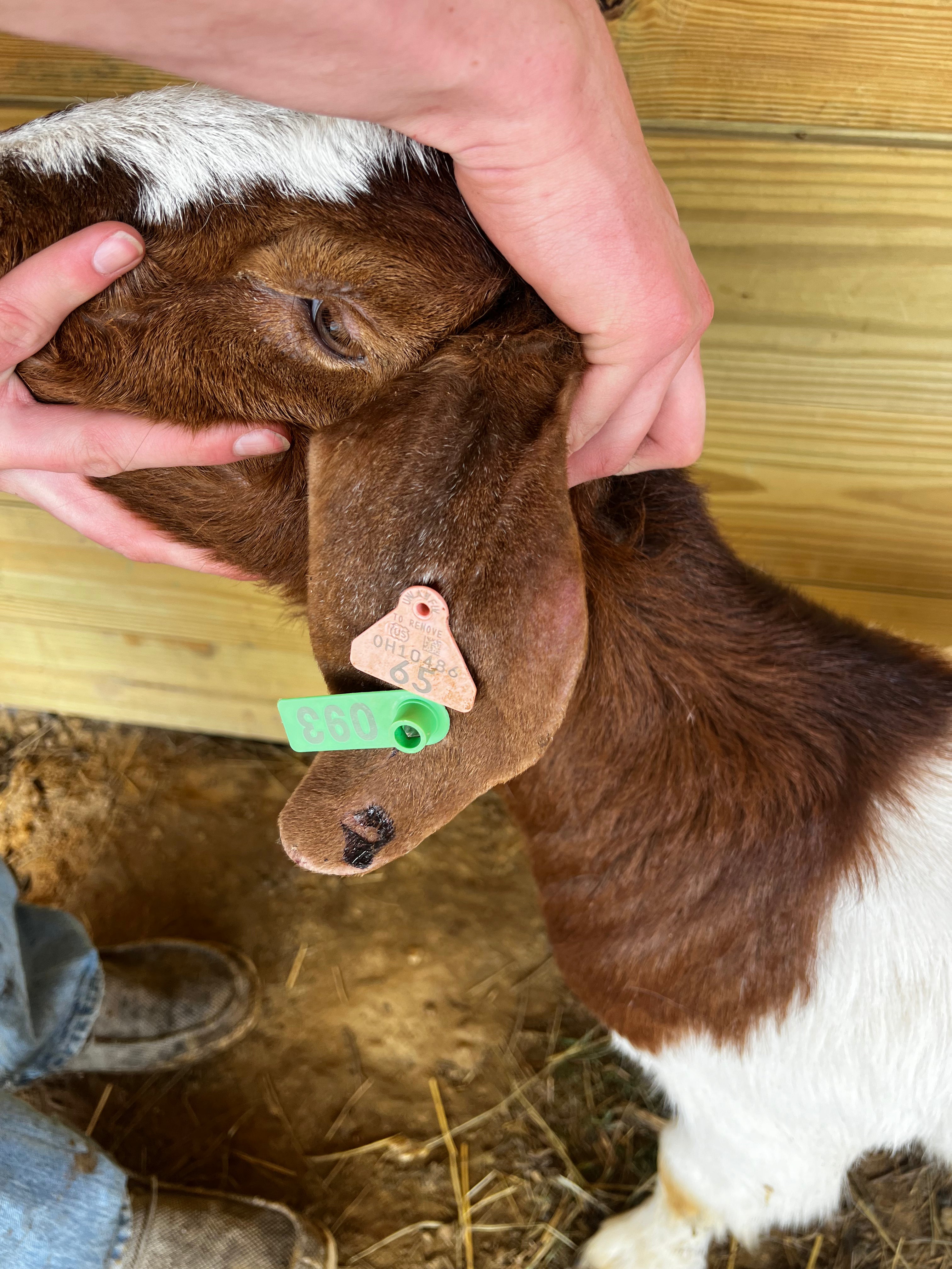 Eid Goat 