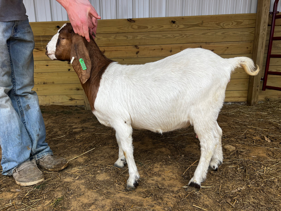 Eid Goat 