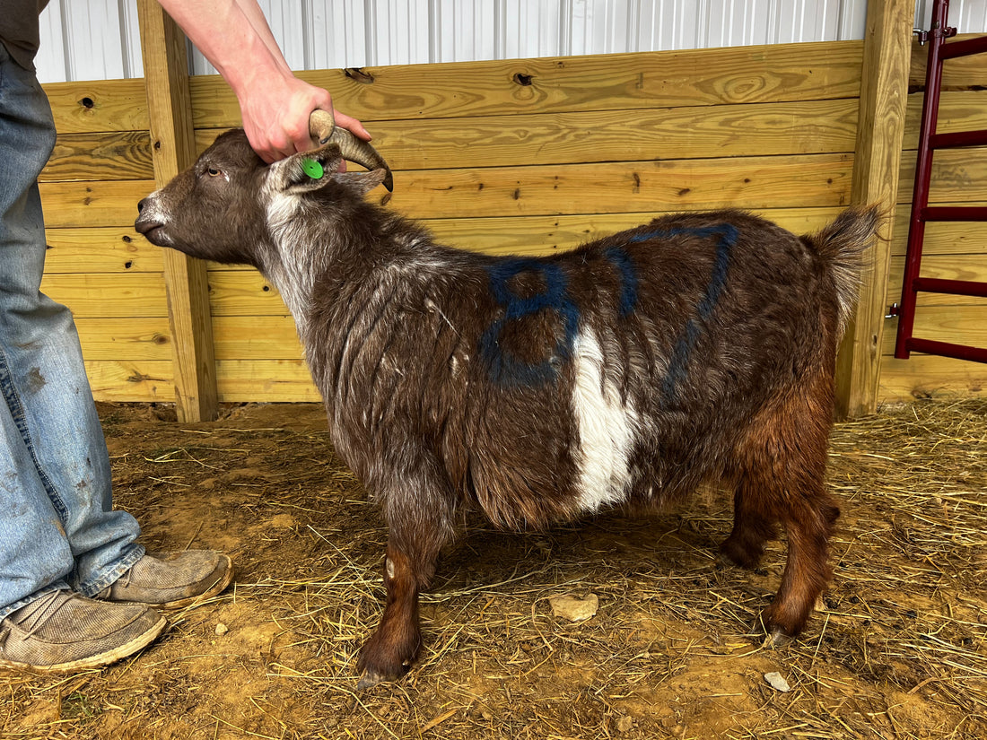Eid Goat 