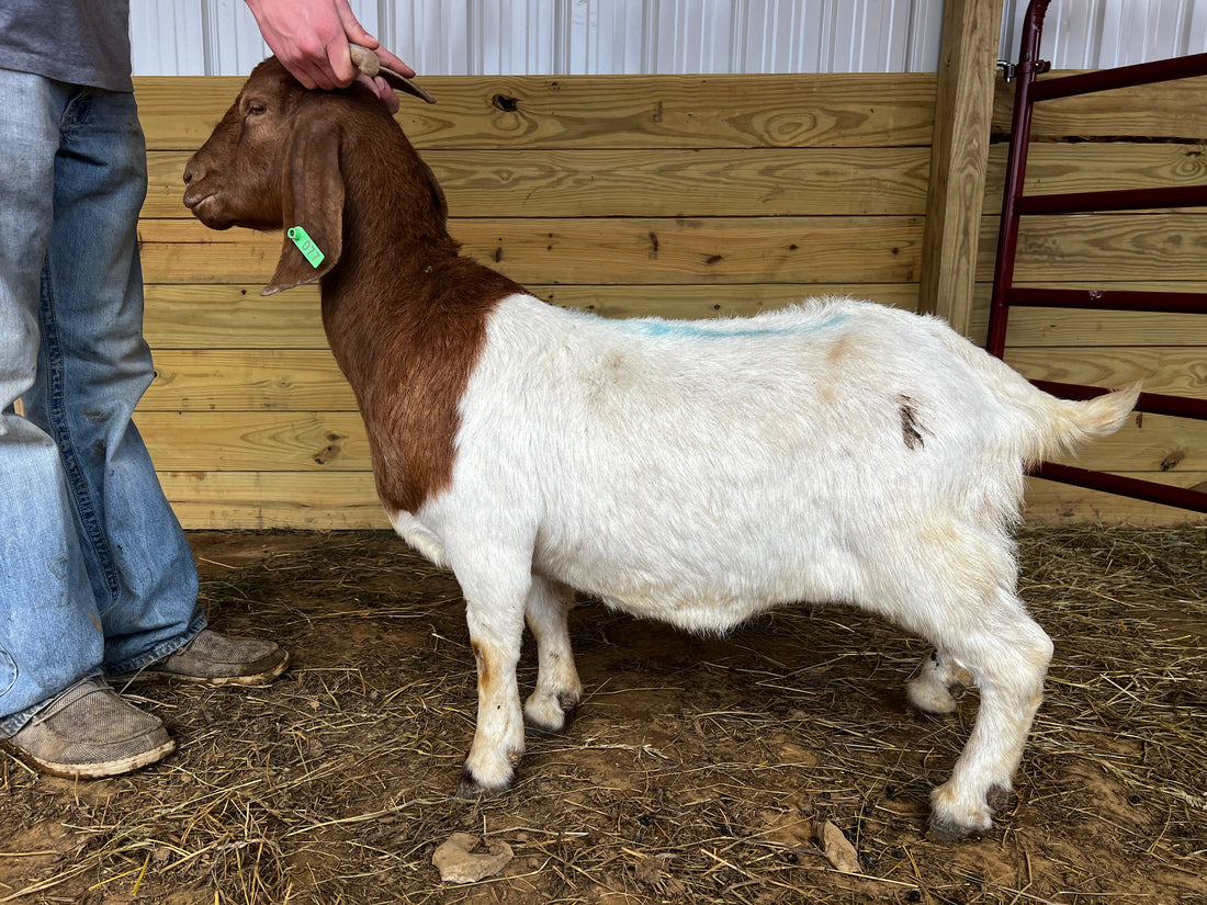 Eid Goat 