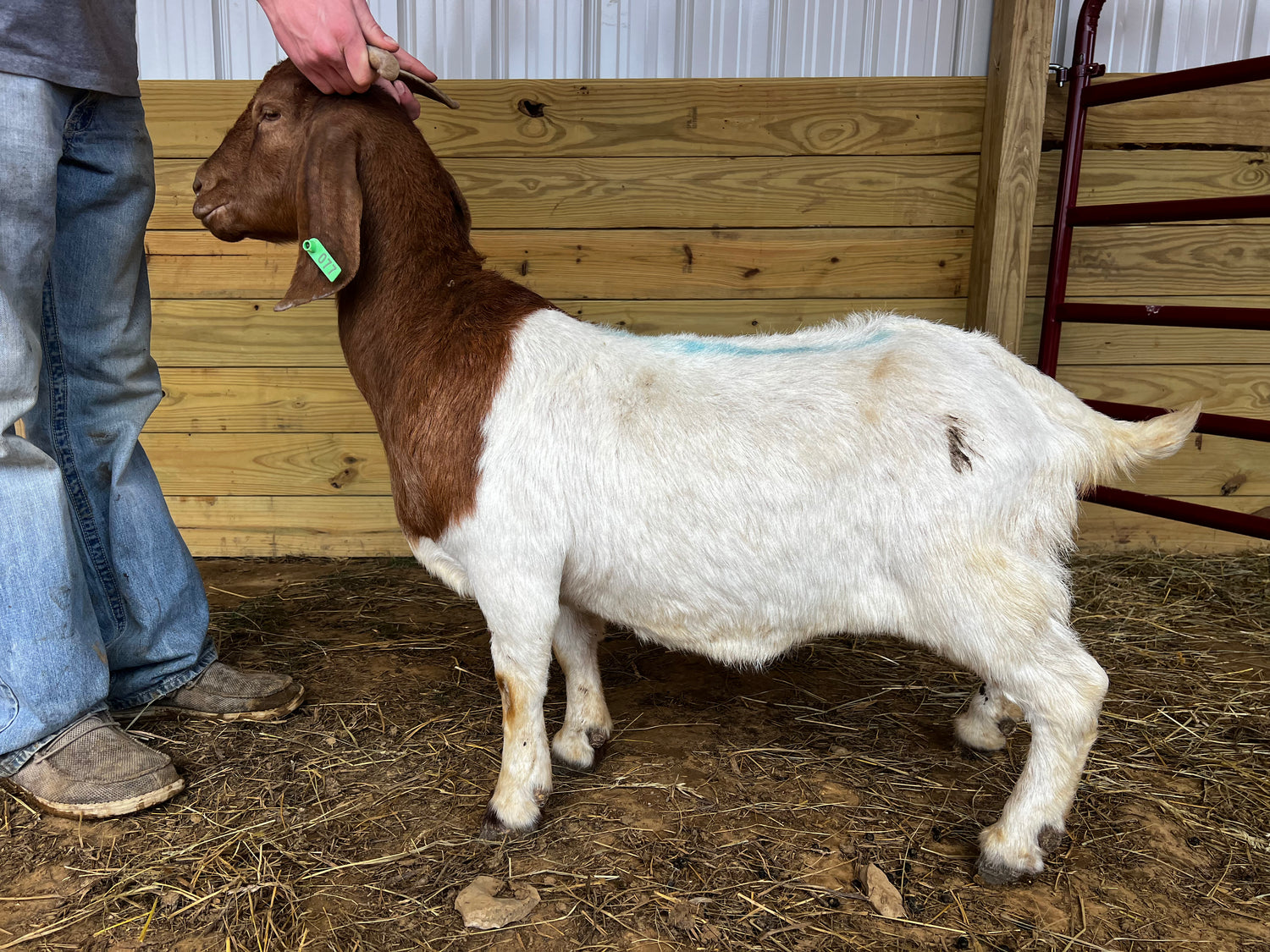 Eid Goat 