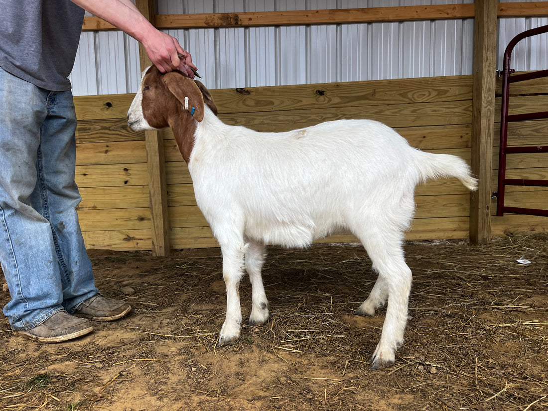 Eid Goat 