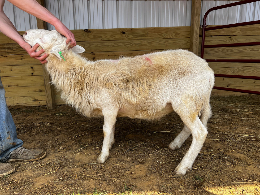 Eid Lamb 