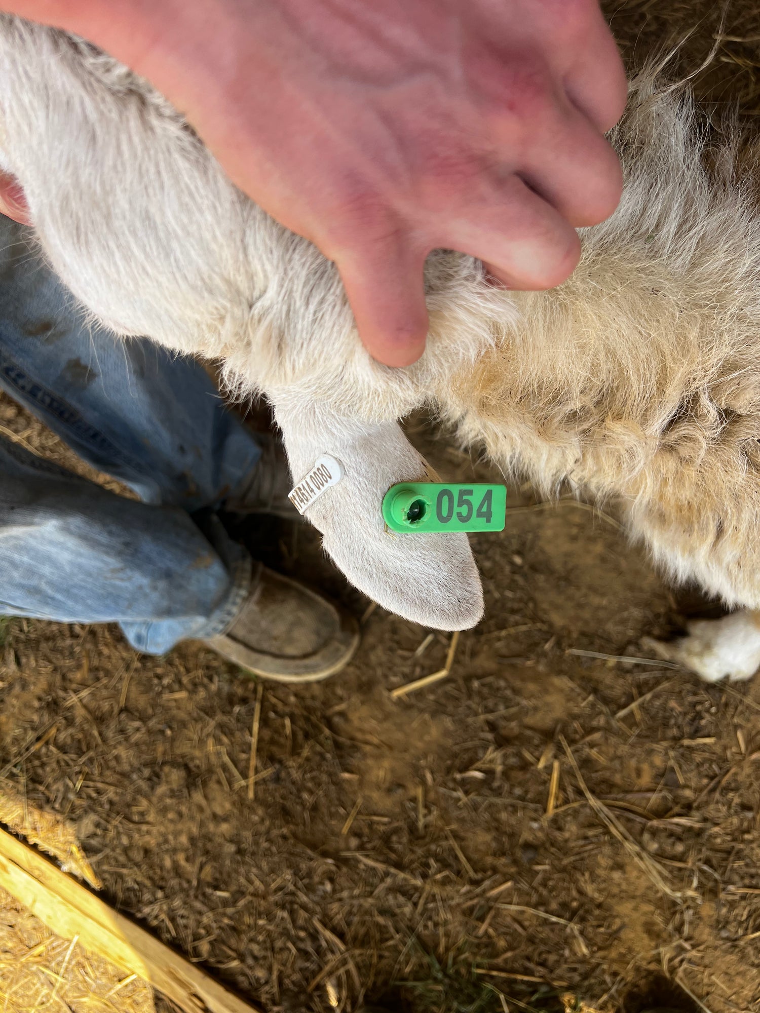 Eid Lamb 