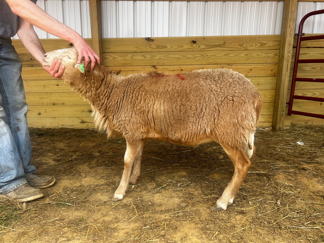 Eid Lamb 