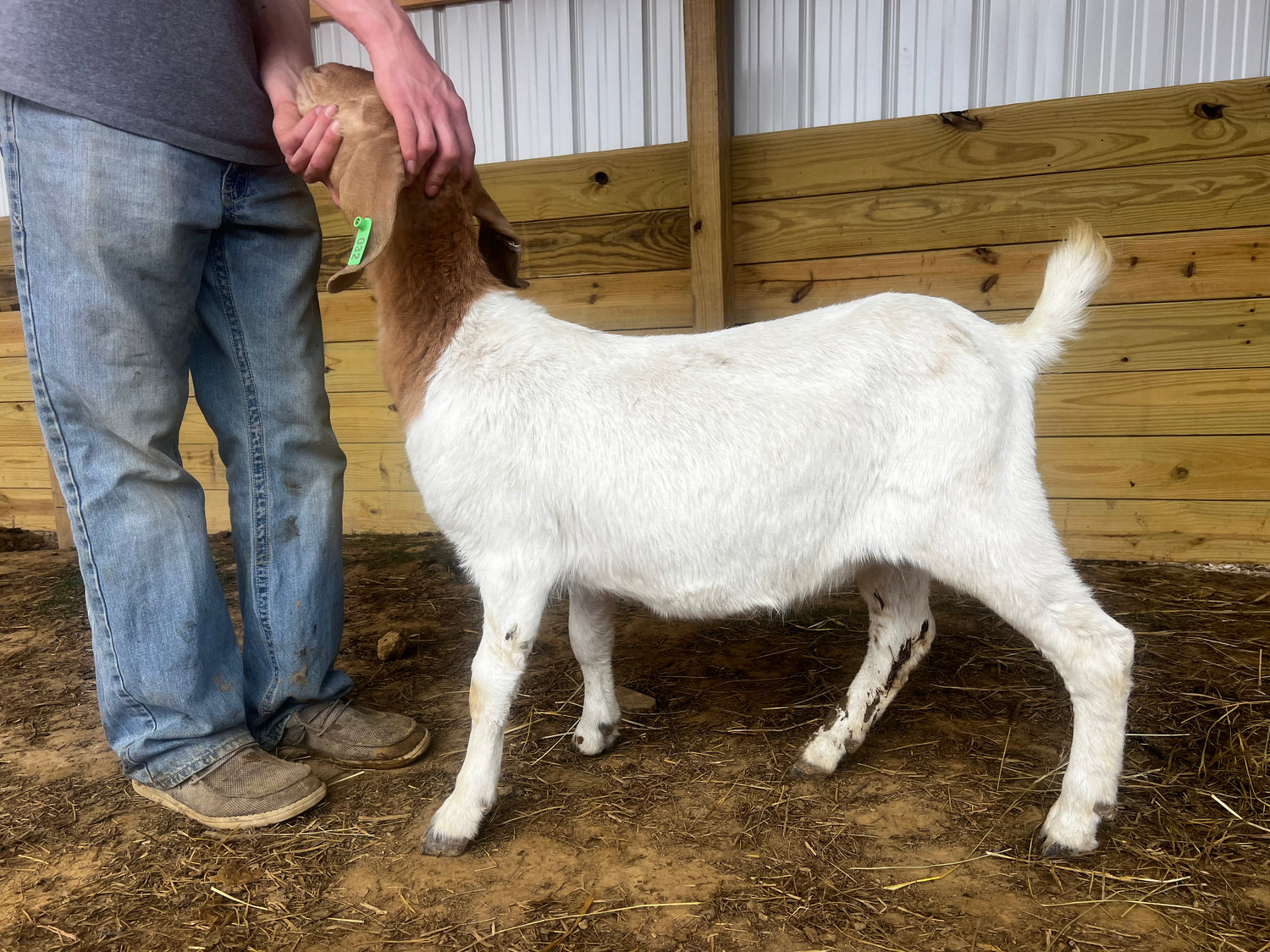 Eid Goat 