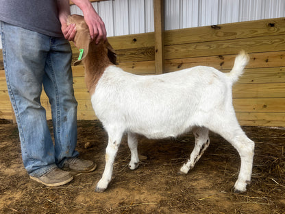 Eid Goat 