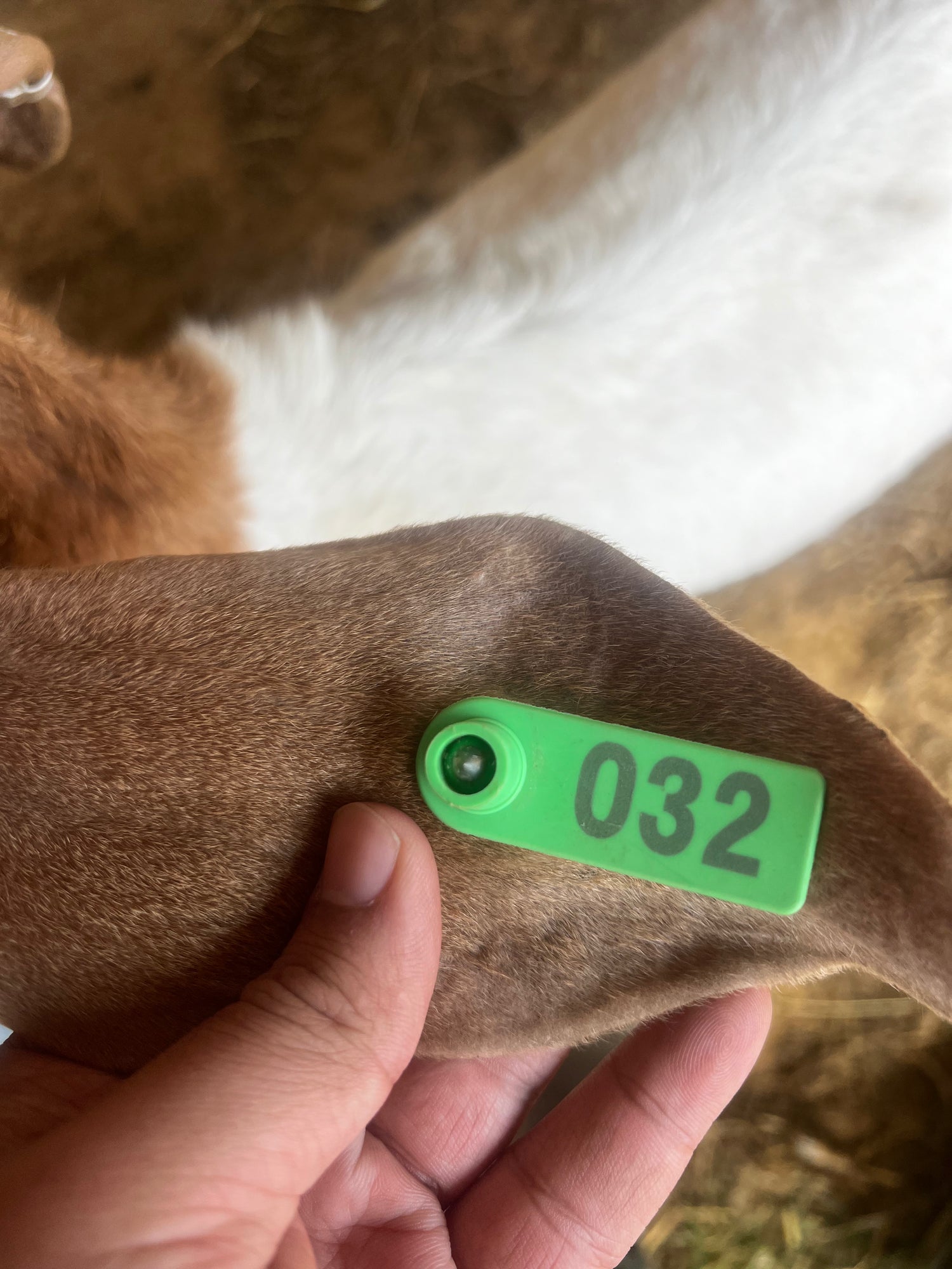 Eid Goat 