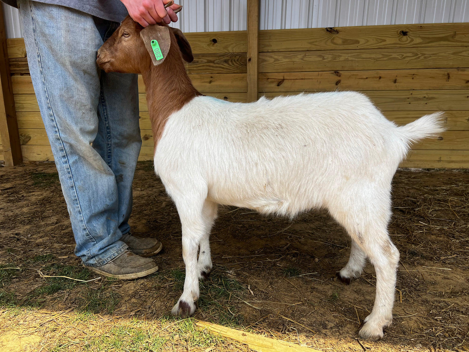 Eid Goat 