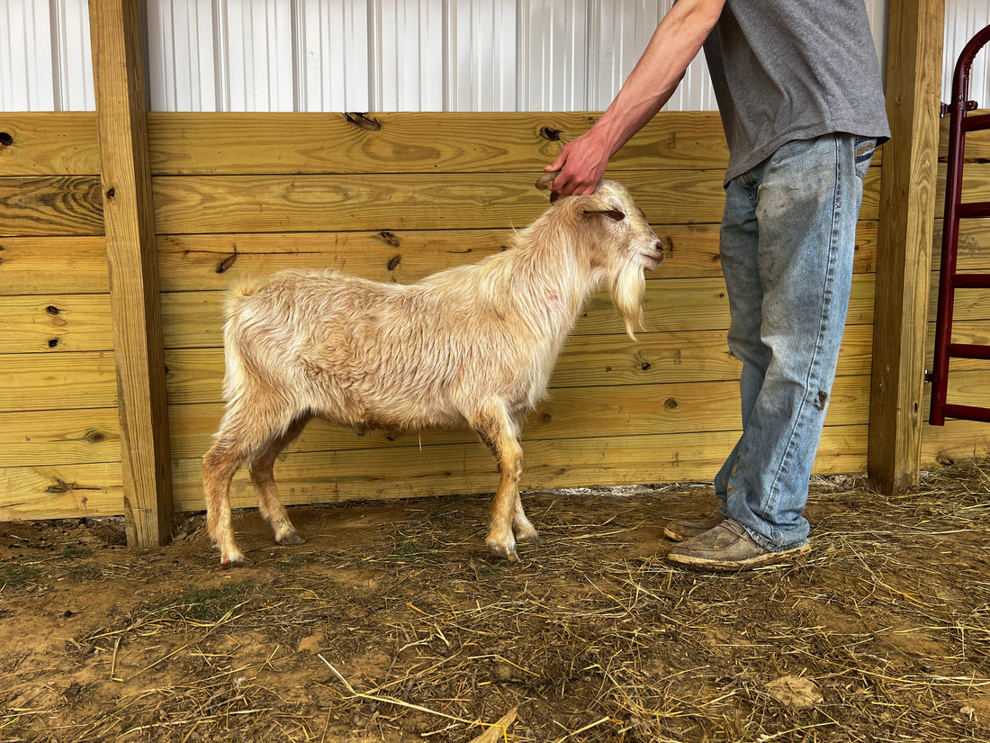 Eid Goat 