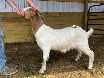 Eid Goat 